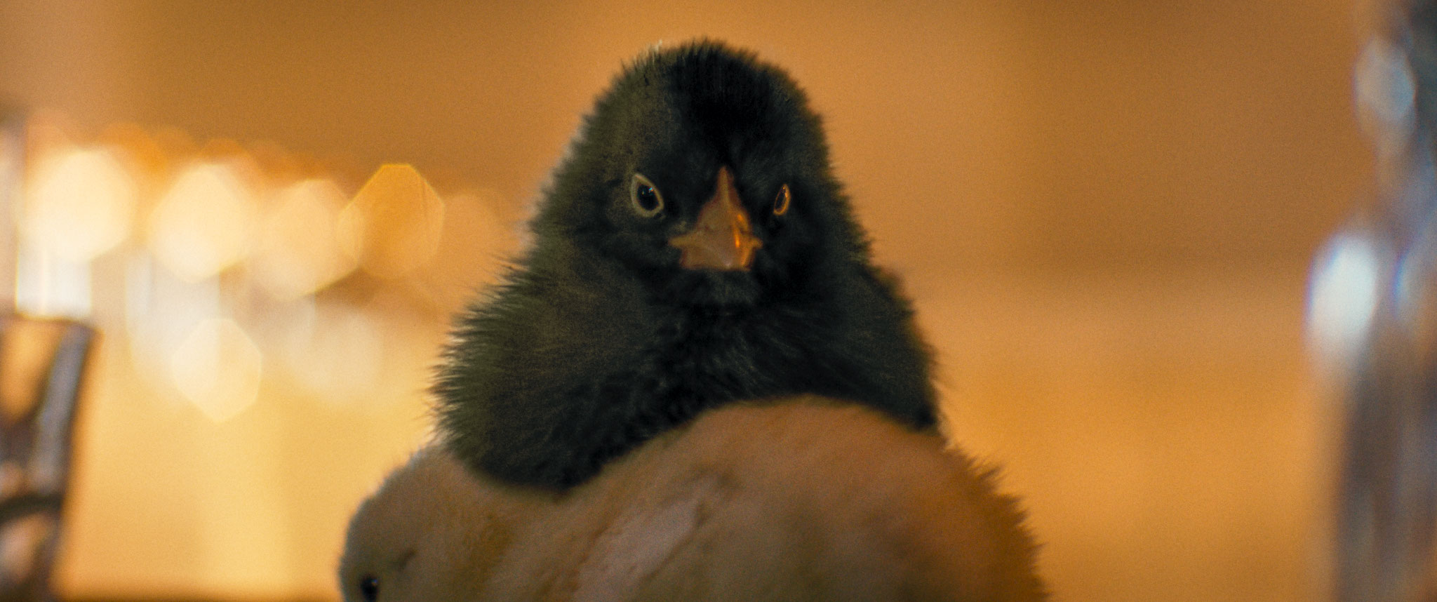 HEN: STORIA DI UNA GALLINA venerdì 24, sabato 25: ore 21:00 domenica 26: ore 18:30 – 21:00 #henStoriaDiUnaGallina #HEN