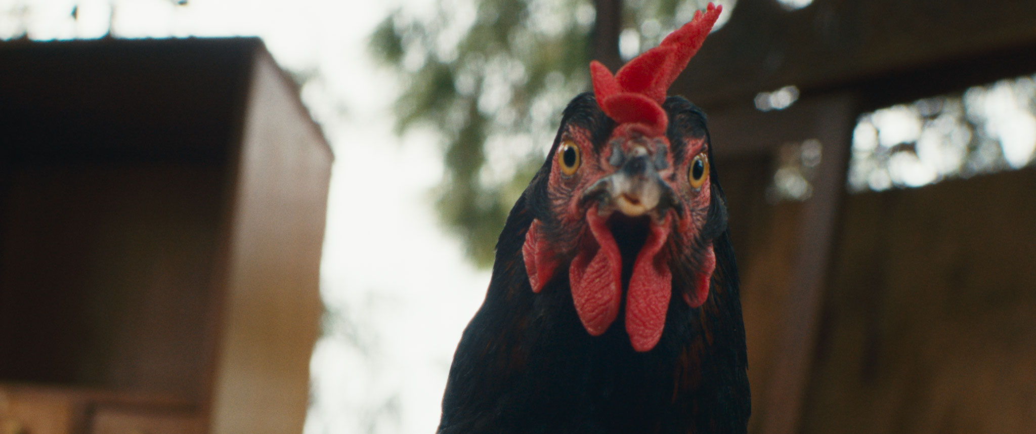 HEN: STORIA DI UNA GALLINA venerdì 24, sabato 25: ore 21:00 domenica 26: ore 18:30 – 21:00 #henStoriaDiUnaGallina #HEN