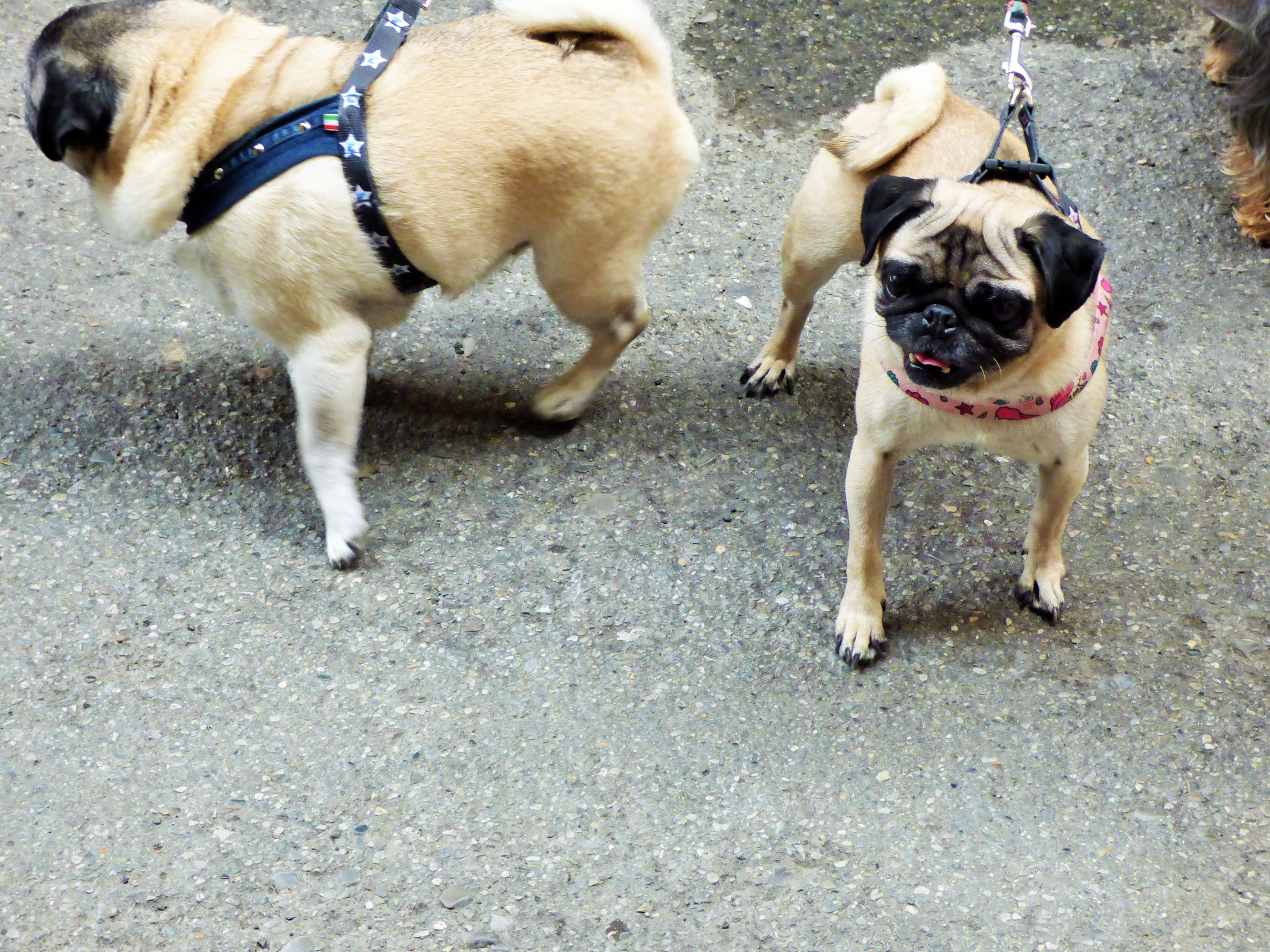 EVENTO    IL CARLINO D'ORO          con proiezione    del film    "ti presento Patrick"      al cinema col cane    12 ottobre ore 15:30