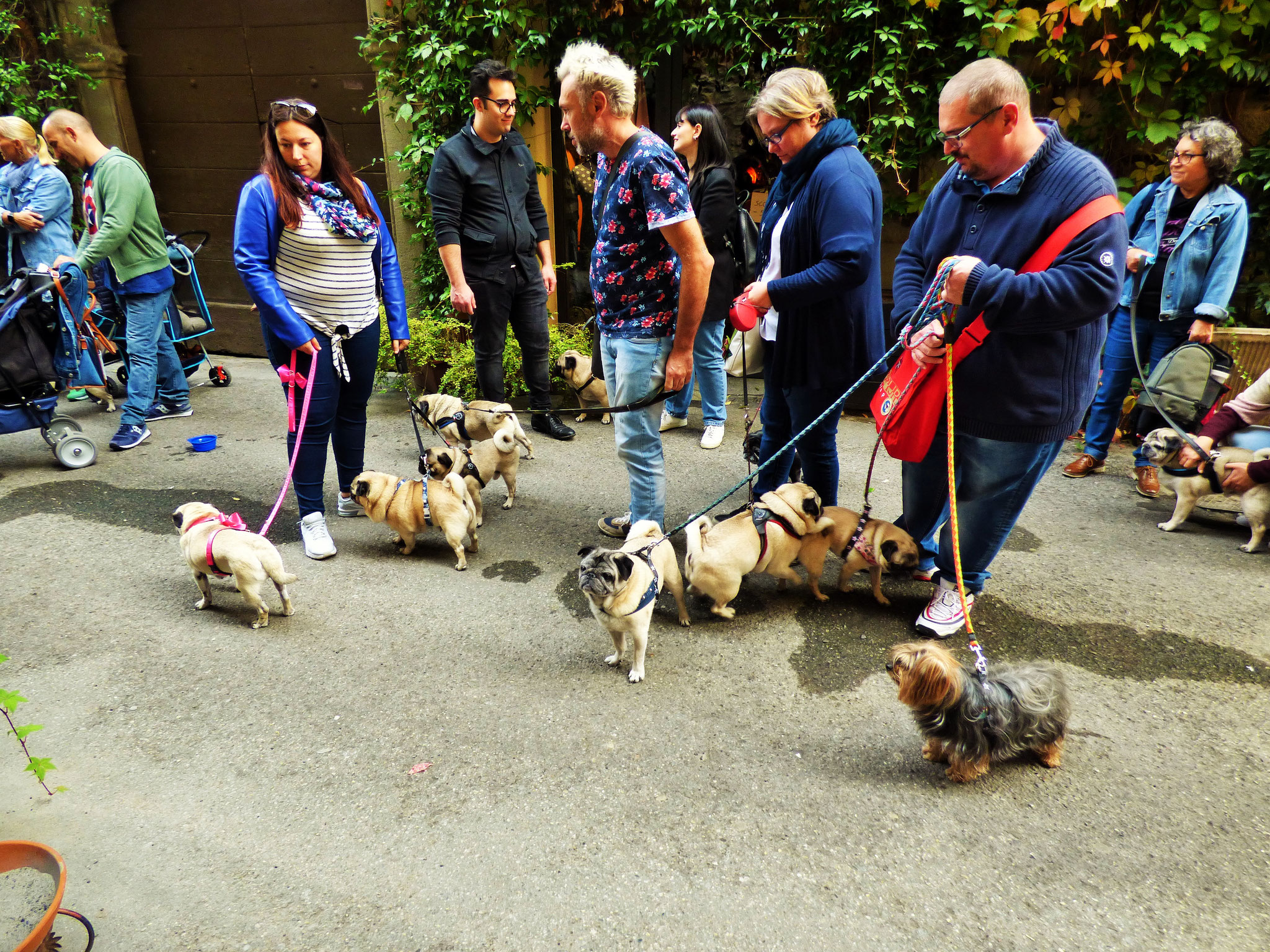 EVENTO    IL CARLINO D'ORO          con proiezione    del film    "ti presento Patrick"      al cinema col cane    12 ottobre ore 15:30