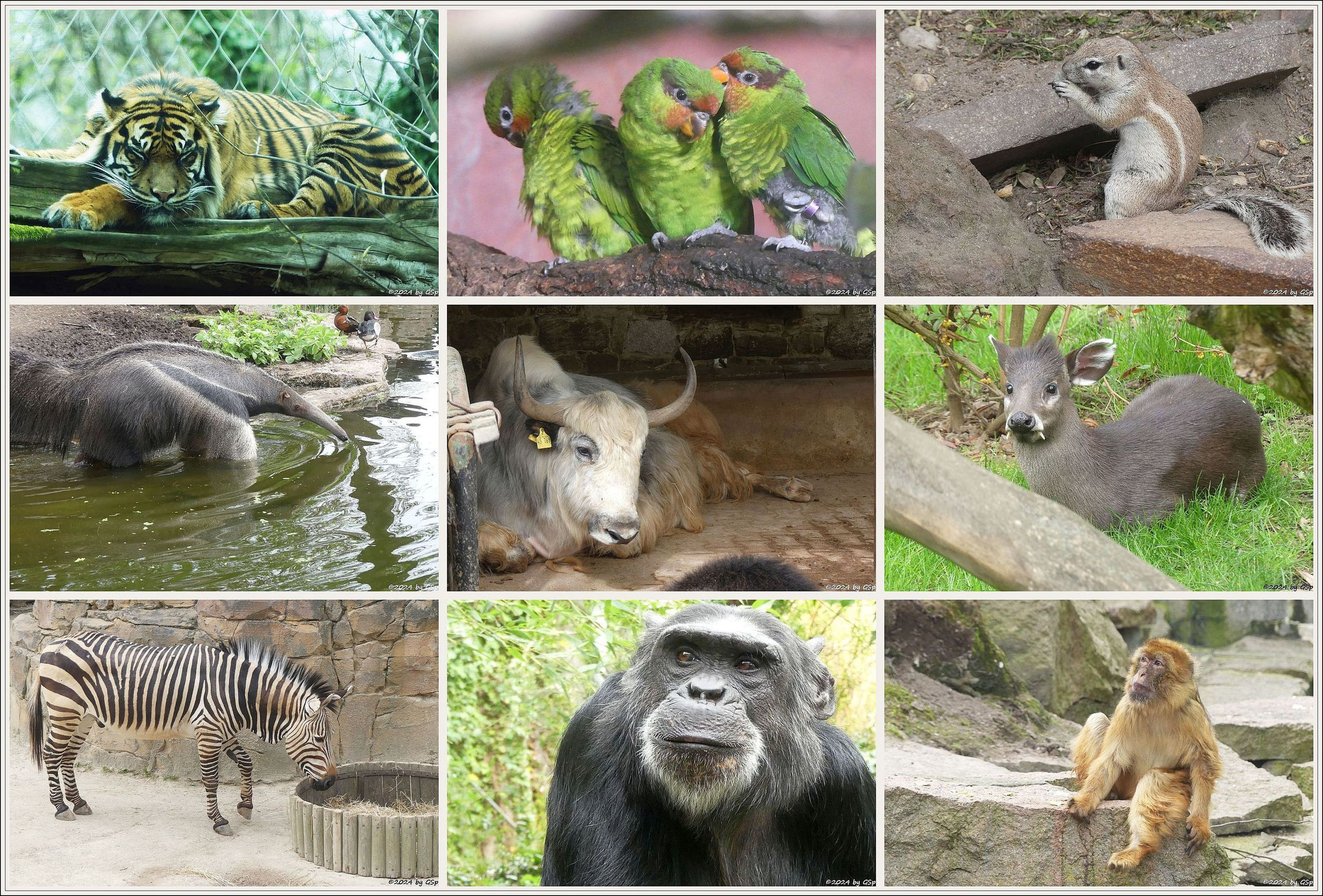 Rundgang Zoo Halle am 9.4.24
