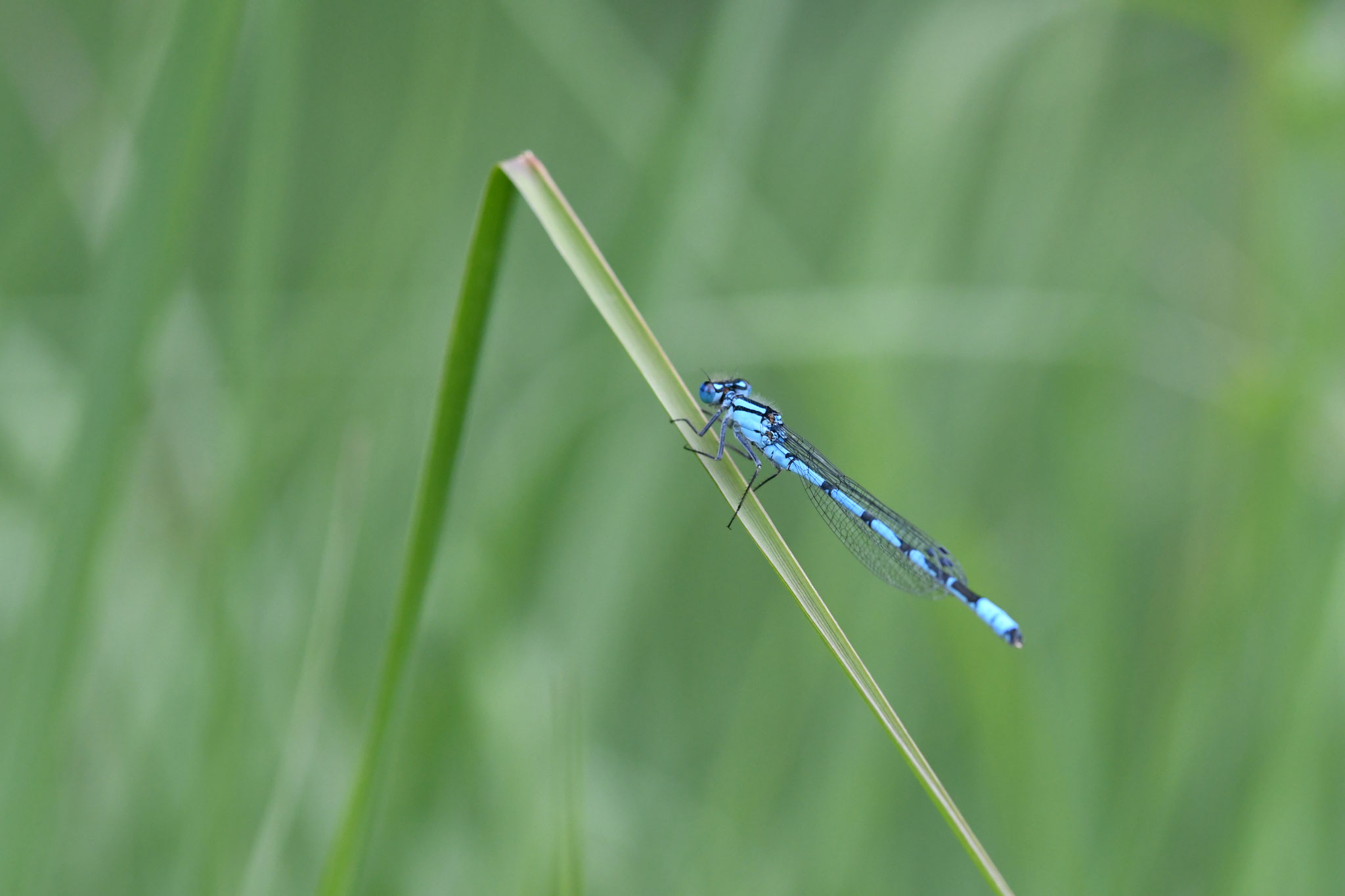Becherjungfer. Foto: Benjamin Reiff