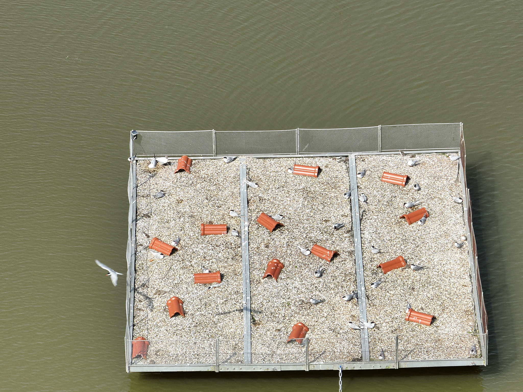 Brütende Flussseeschwalben auf dem Brutfloß Wymeer. Foto: ÖNSL