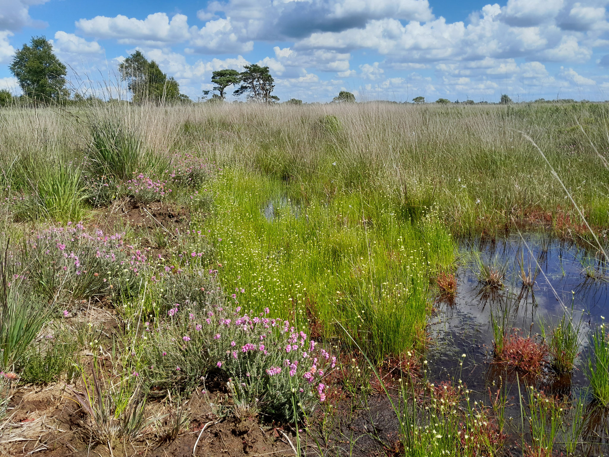Hochmoorvegetation - Foto:ÖNSL