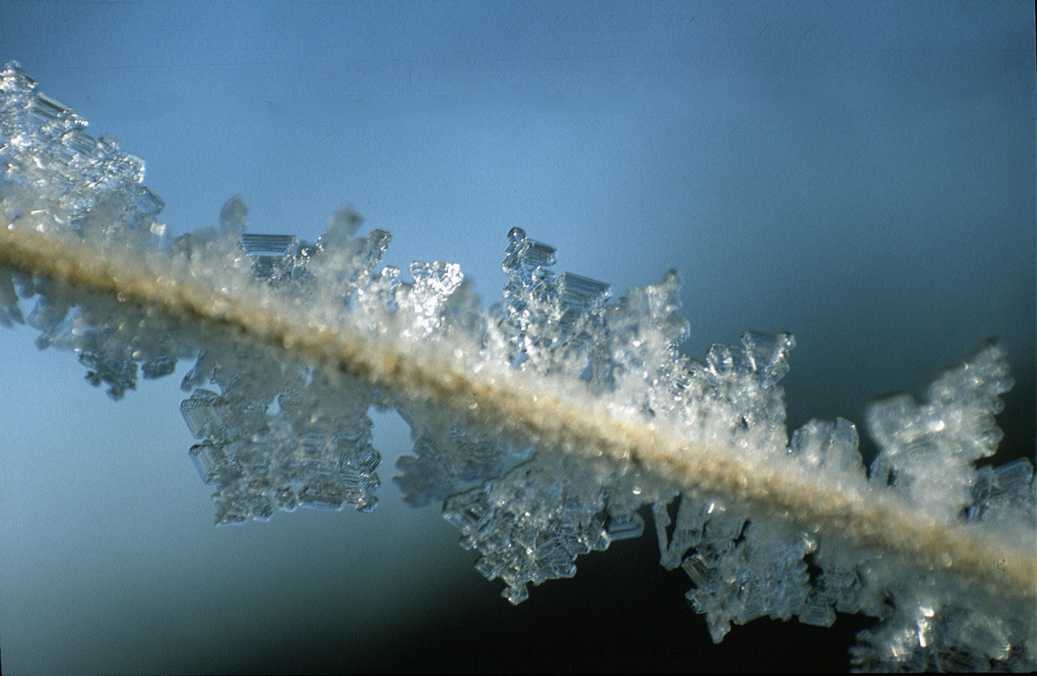 Lupenaufnahme Rauhreif auf Grashalm