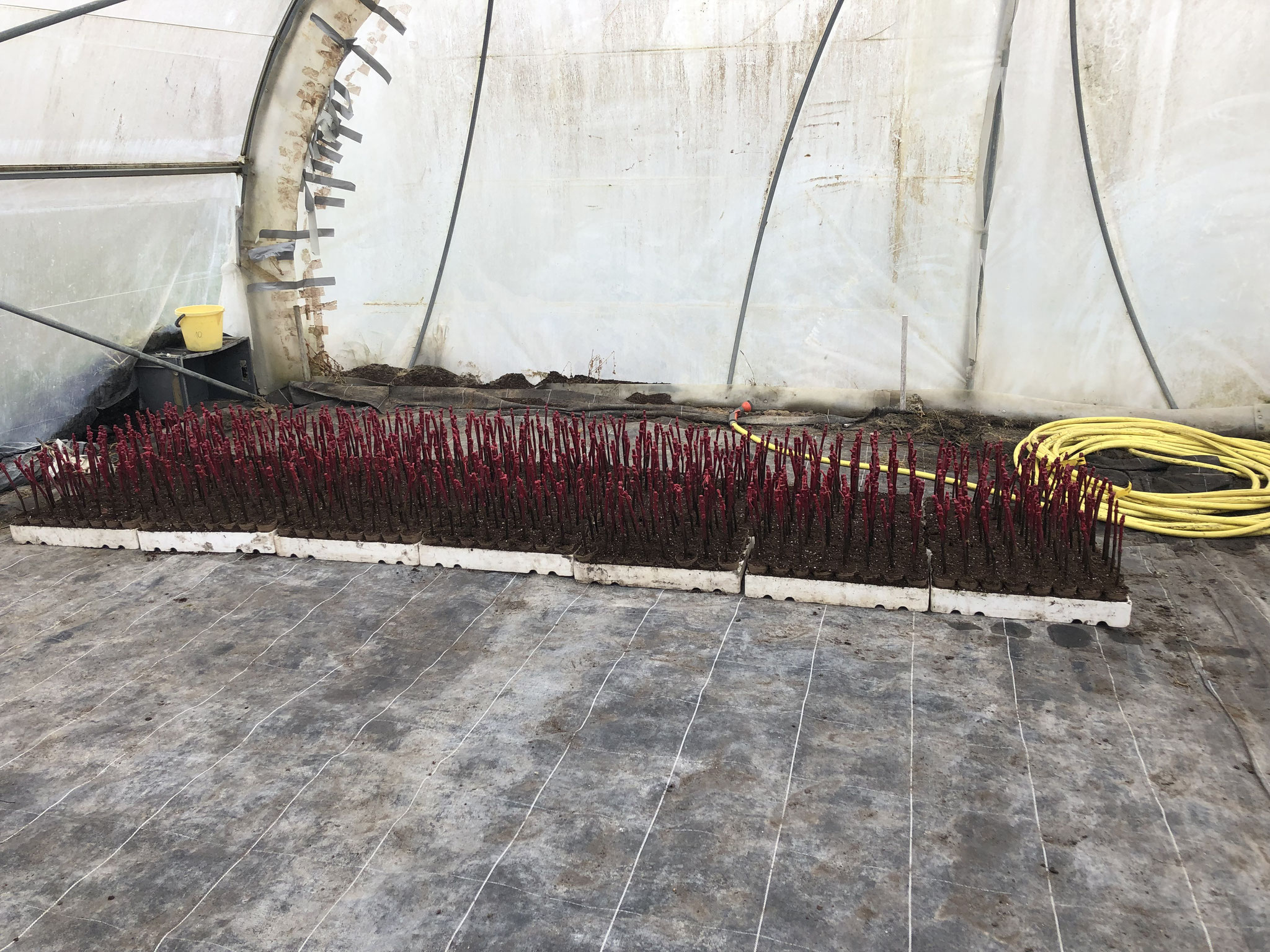 Les pots de plants en vigne installés dans la serre