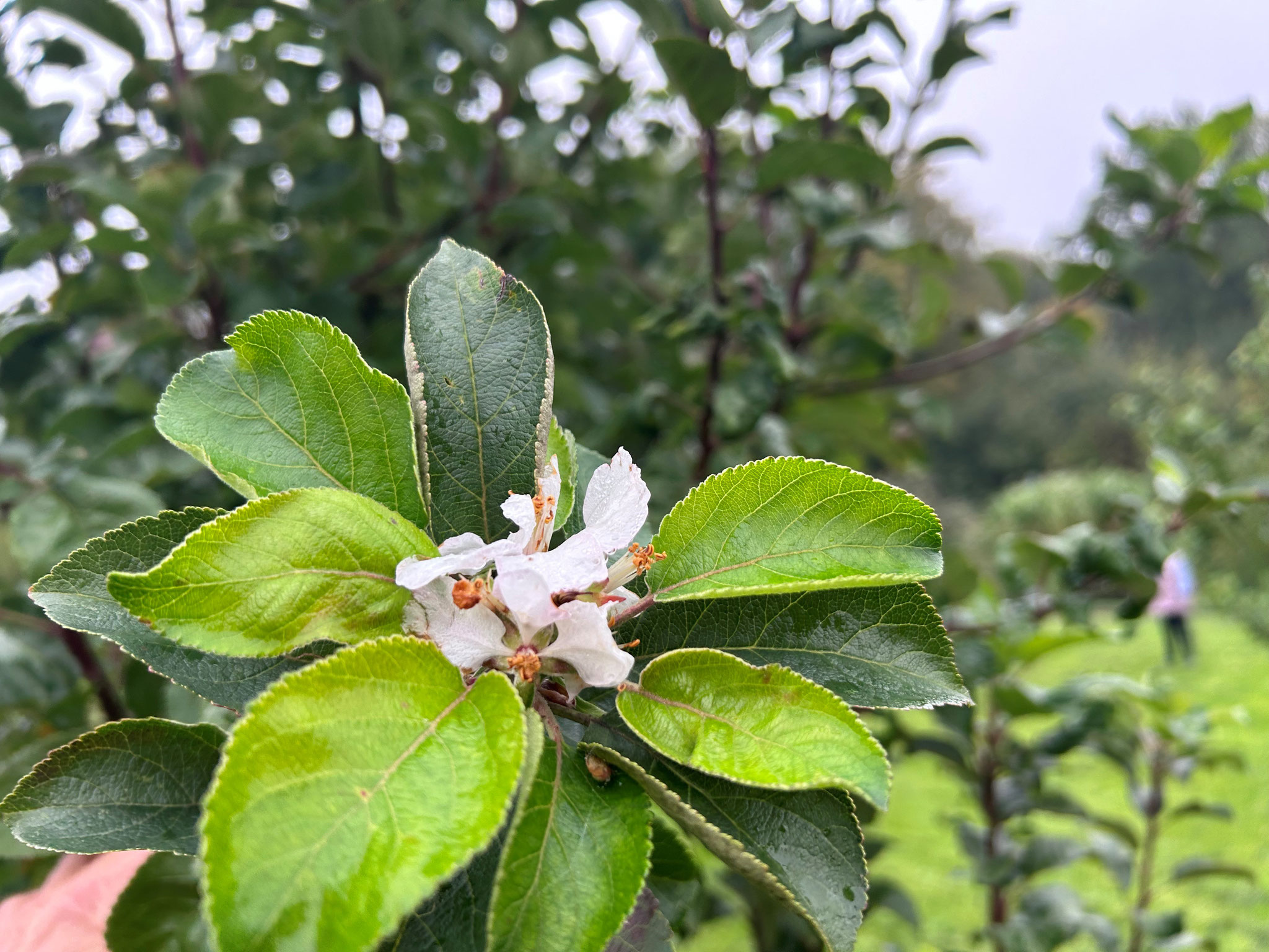 Apfelblüte am 21. Oktober 2023