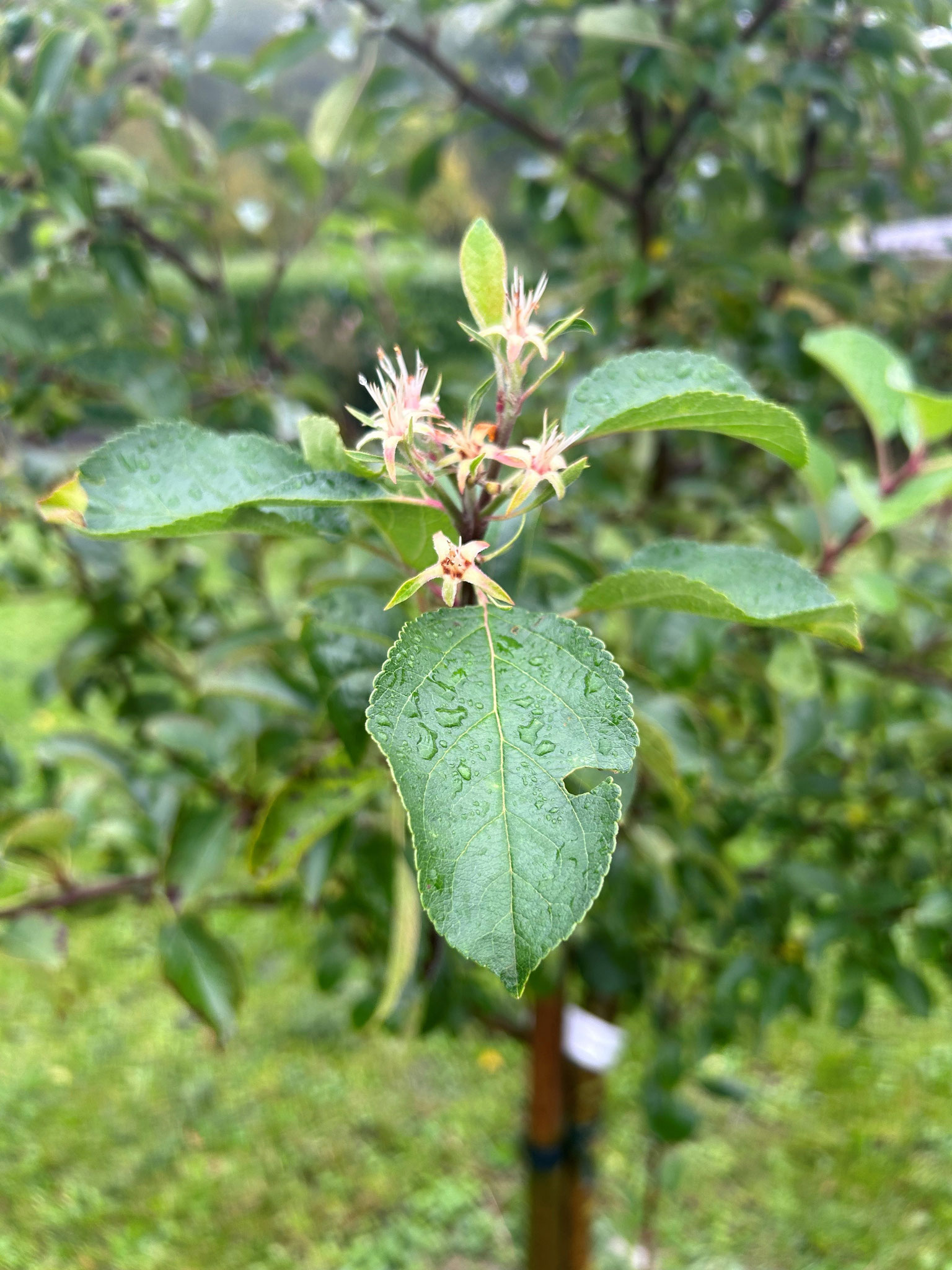 auf unserer Streu-Obstwiese heute entdeckt