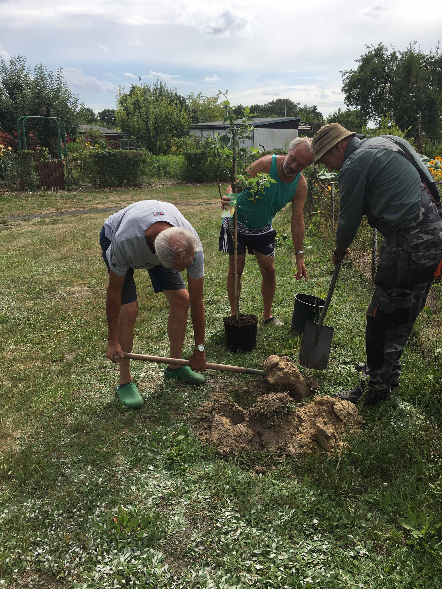 wir pflanzen einen Baum