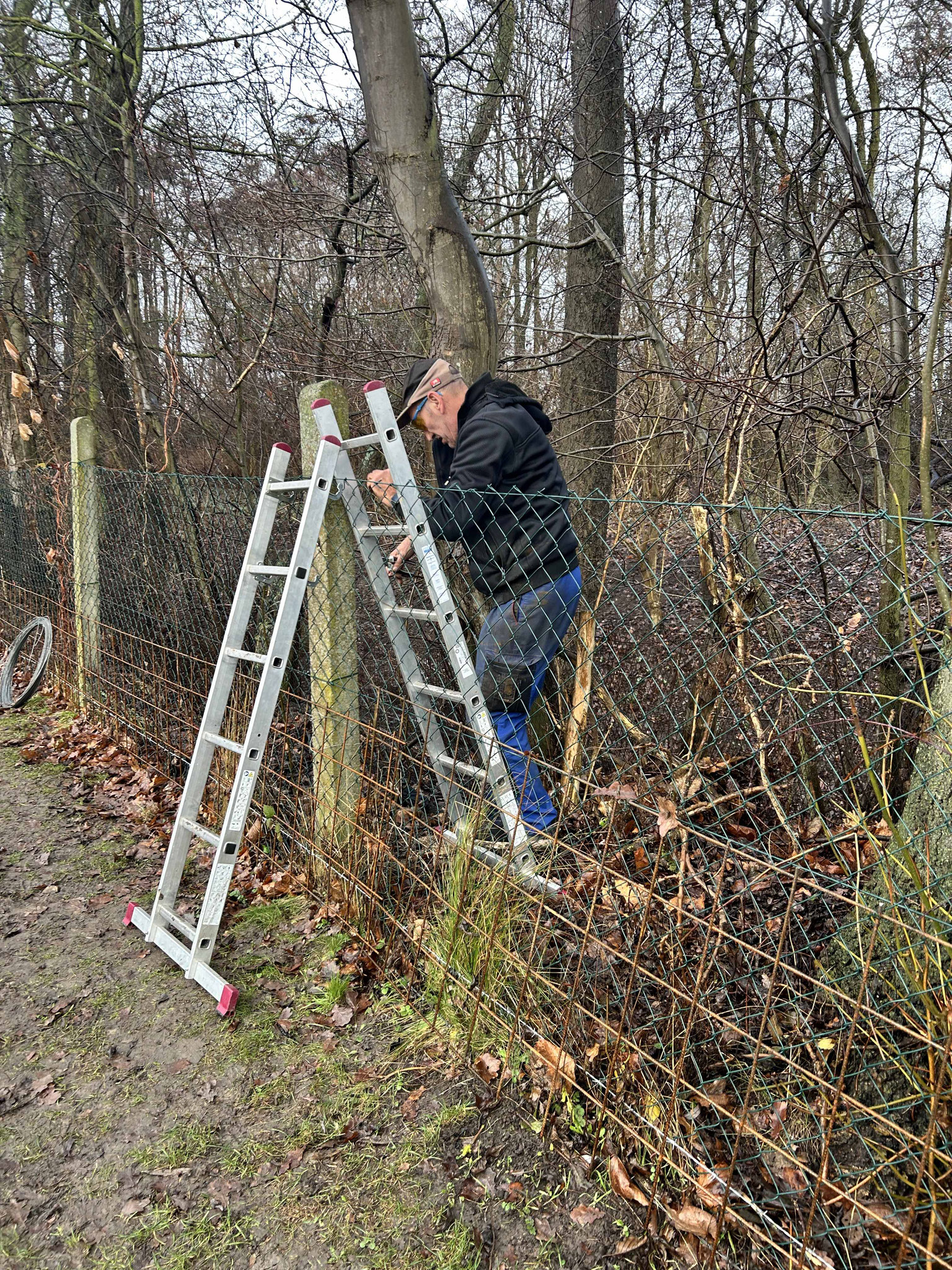 die Wildschweine haben keine Leiter
