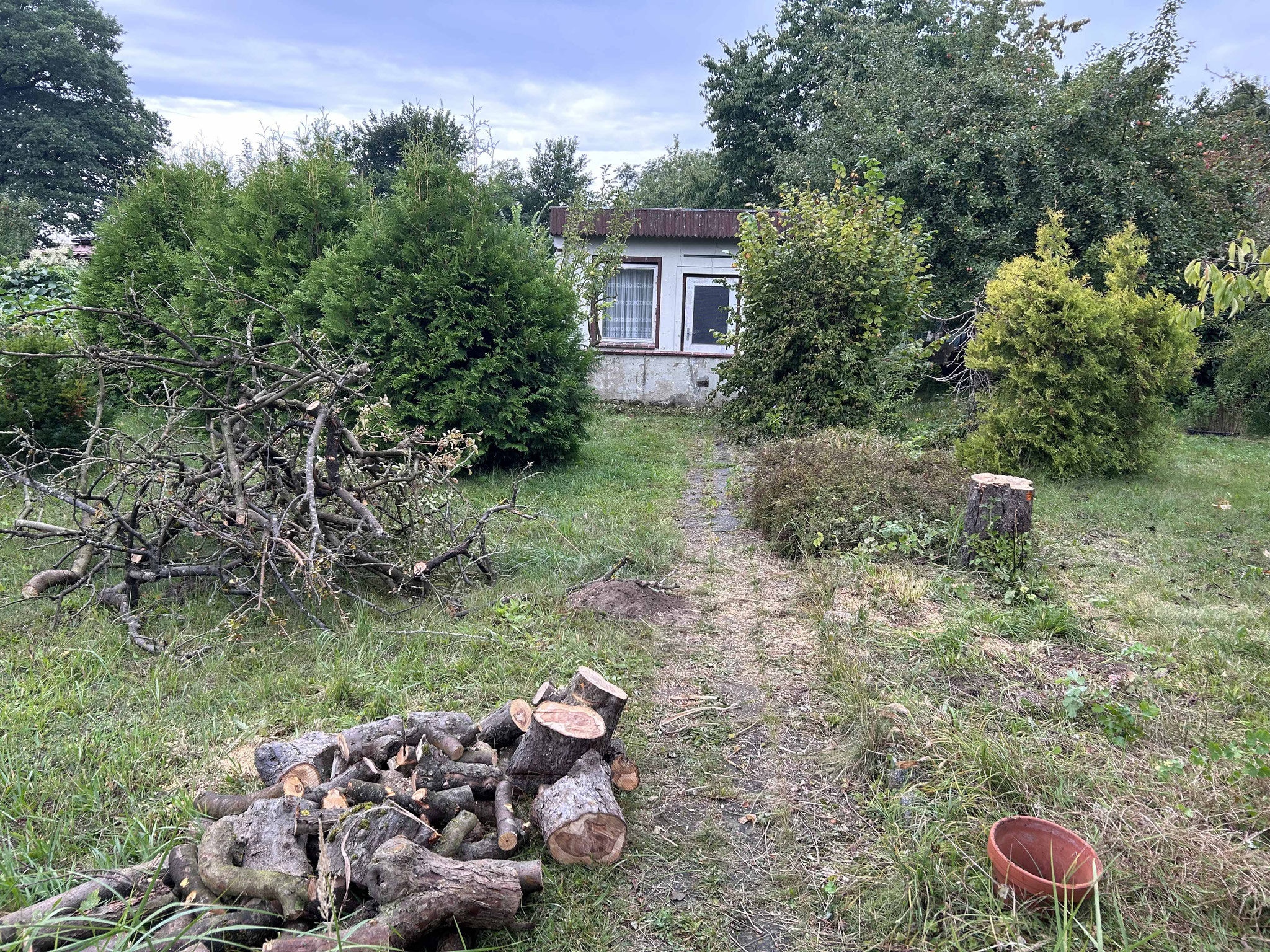 ein alter, toter Baum in Garten 17 wurde gefällt und zerlegt