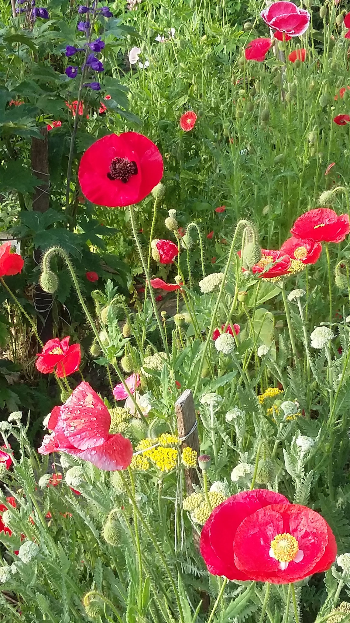 Klatschmohn