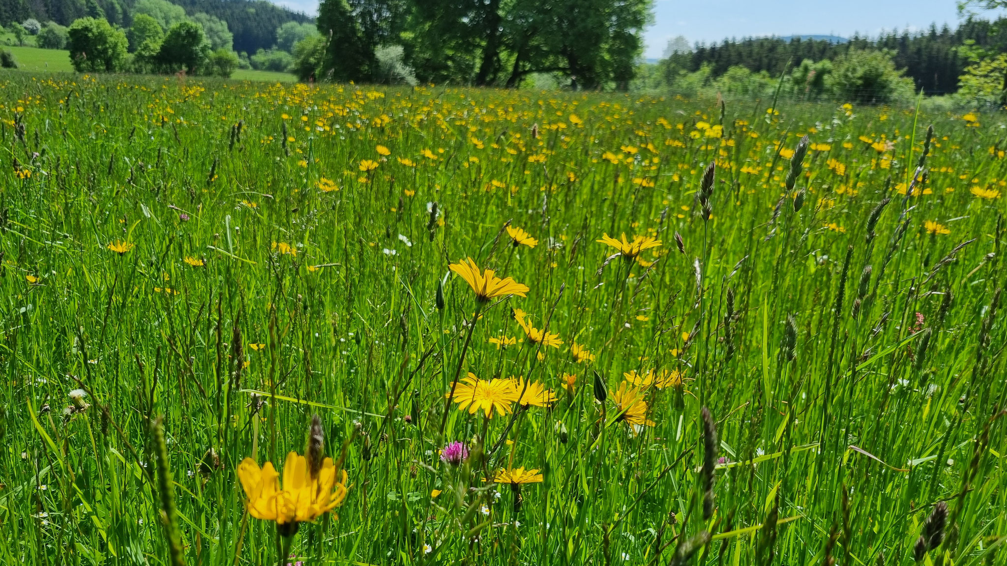 Wiesenbocksbart