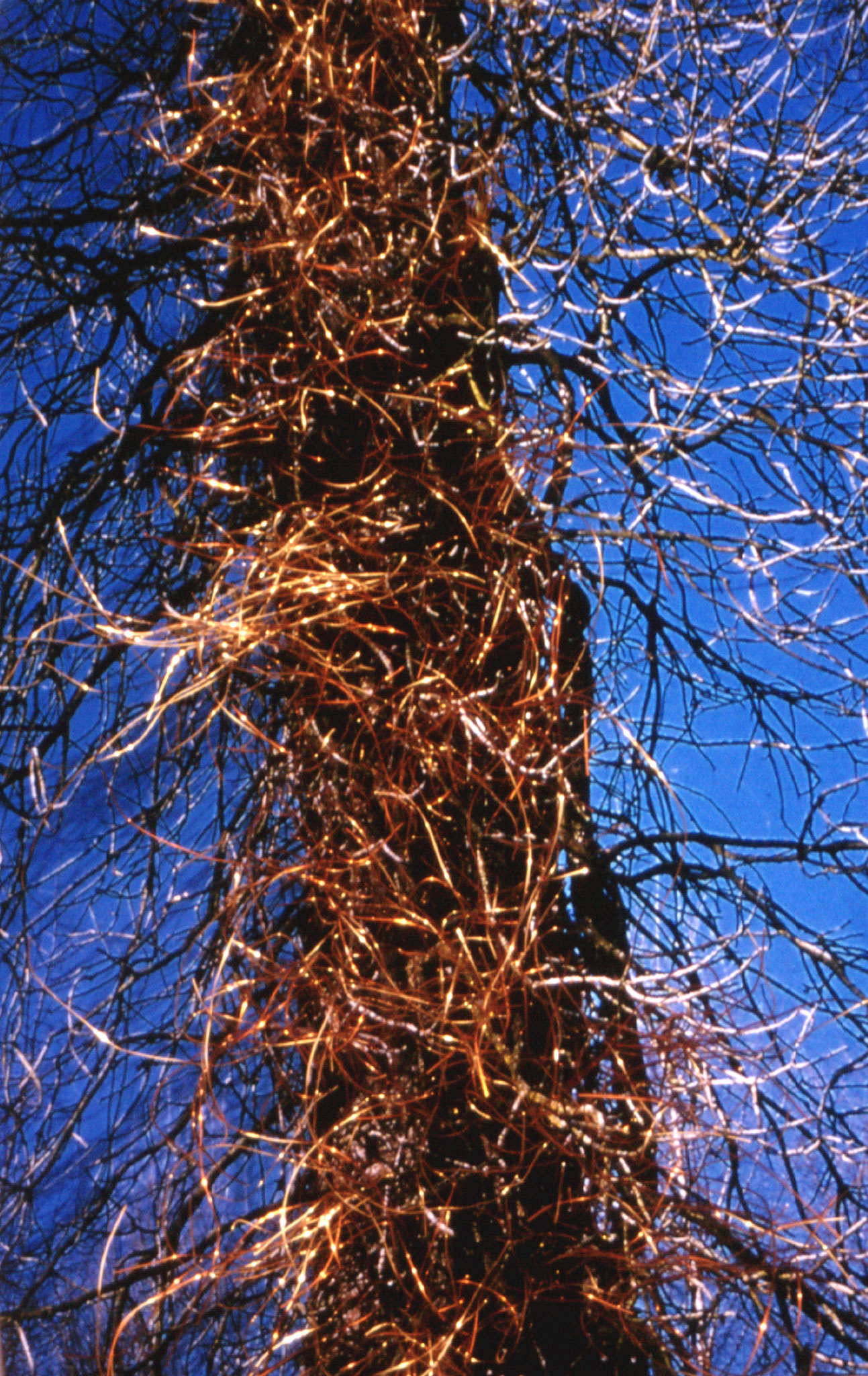 der Baum des sonnentrunkenen Lebens (72x52cm)