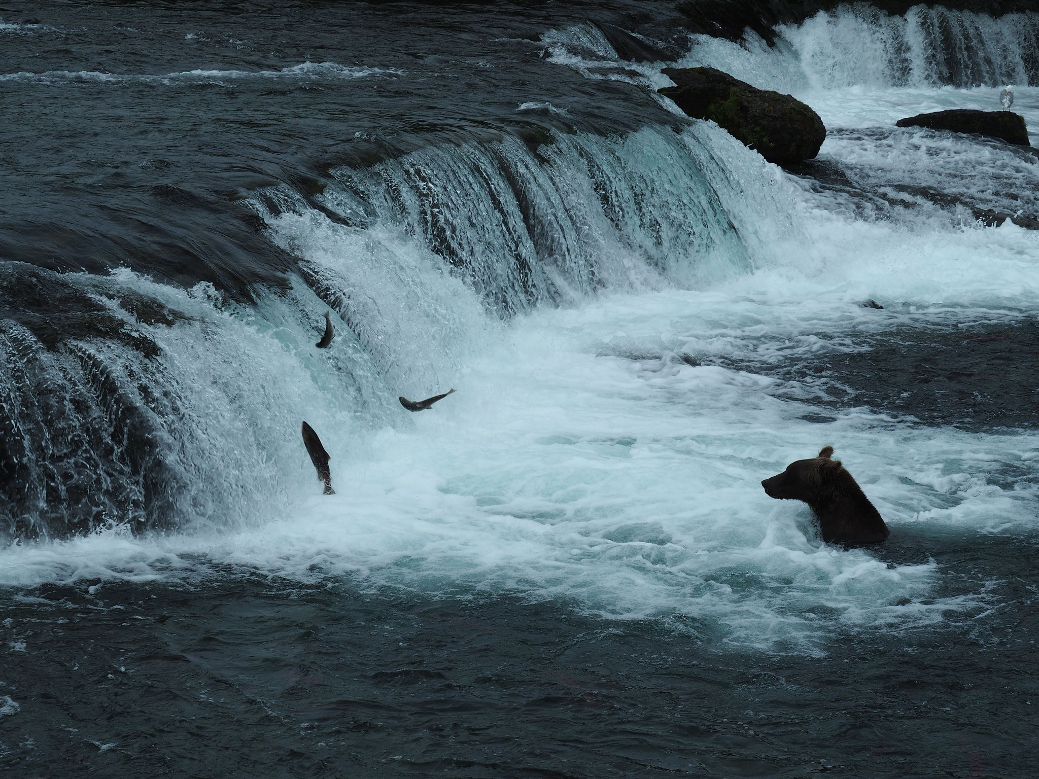 ... wieder bei den Brooks Falls
