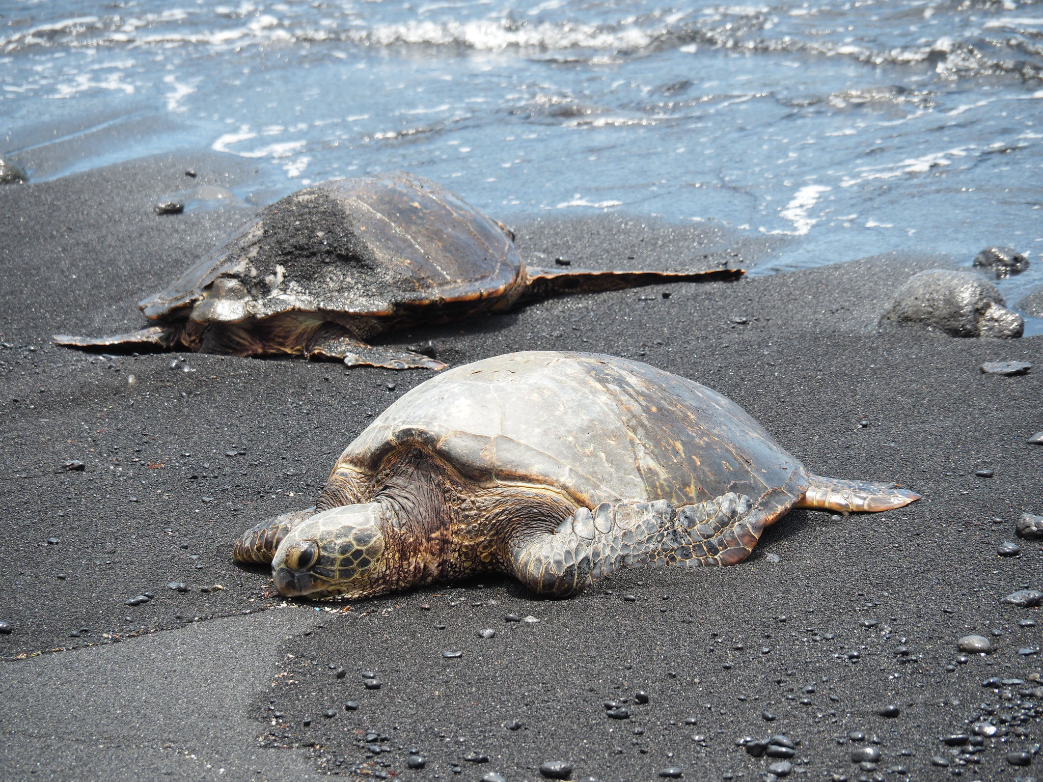 Punaluʻu Beach