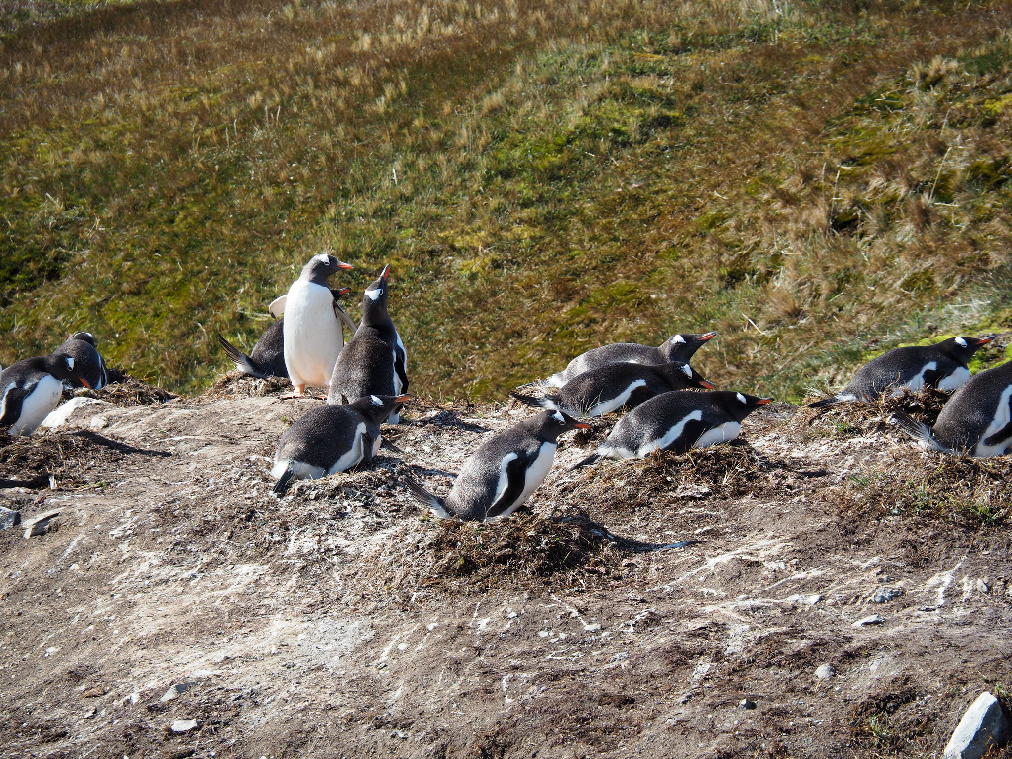 ... eine kleine Eselspinguin-Kolonie noch relativ hoch am Berg
