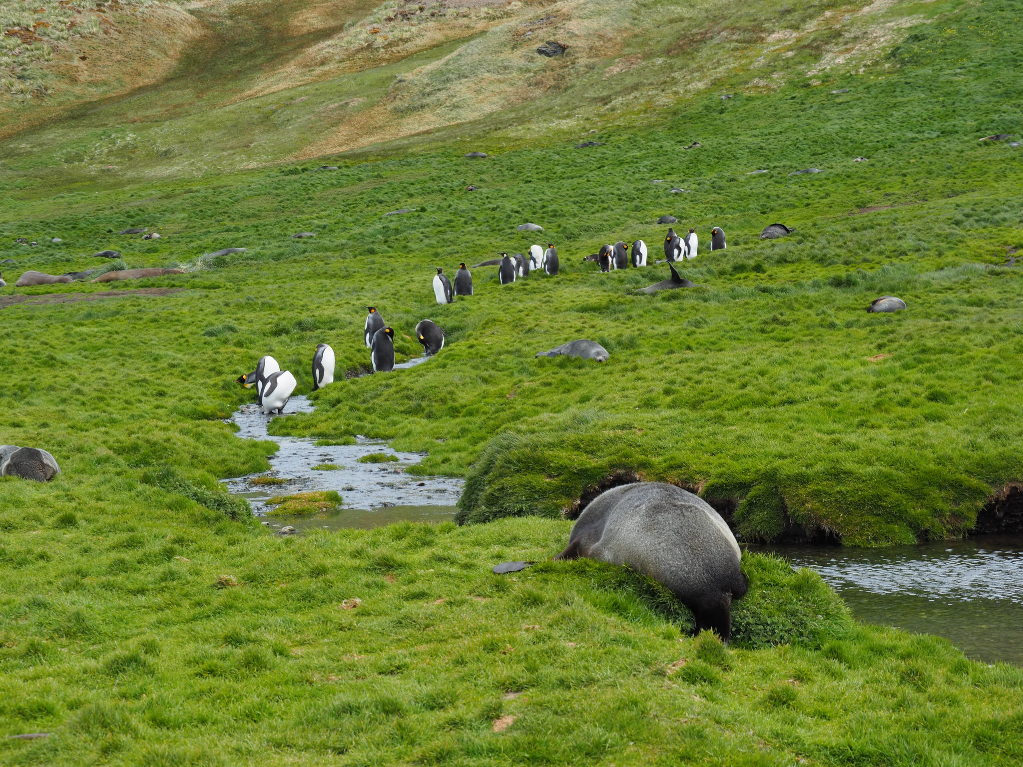 ... Seebären, Pinguine auf Schritt und Tritt