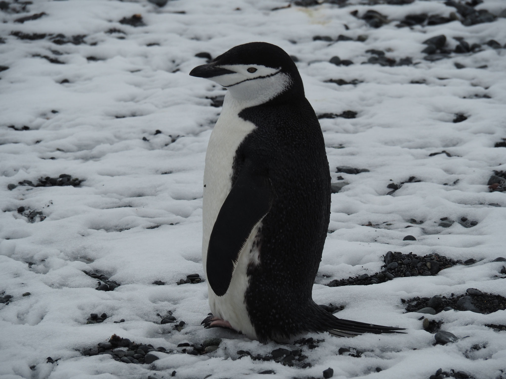 Zügelpinguin