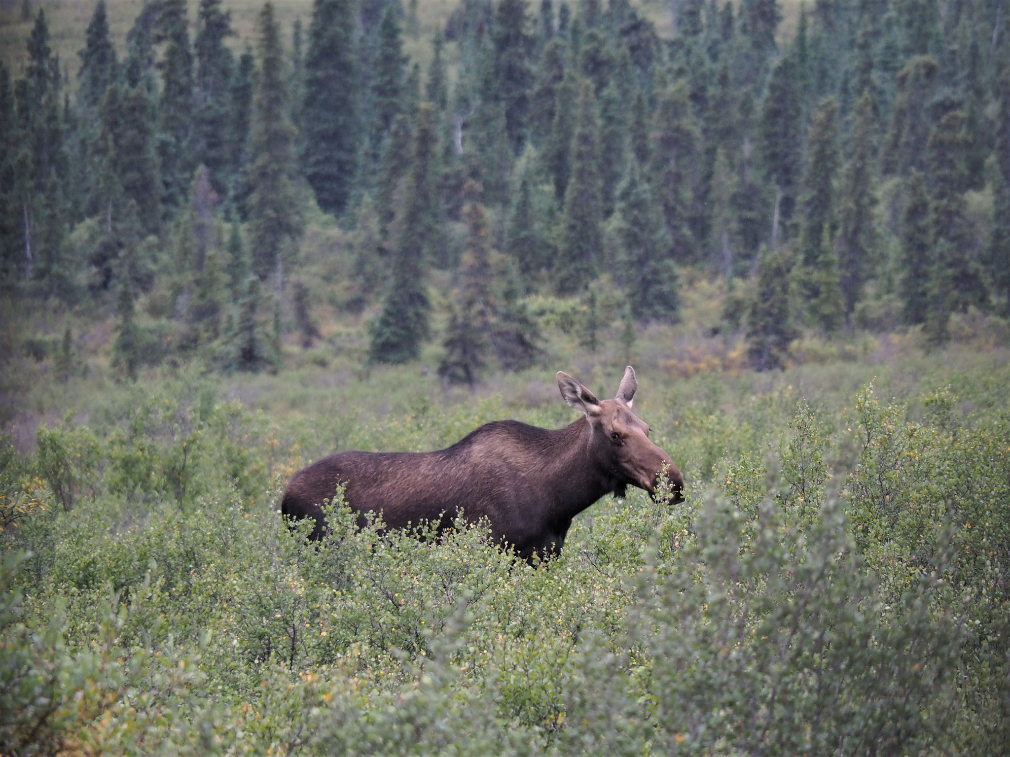 Elch im Denali-Nationalpark