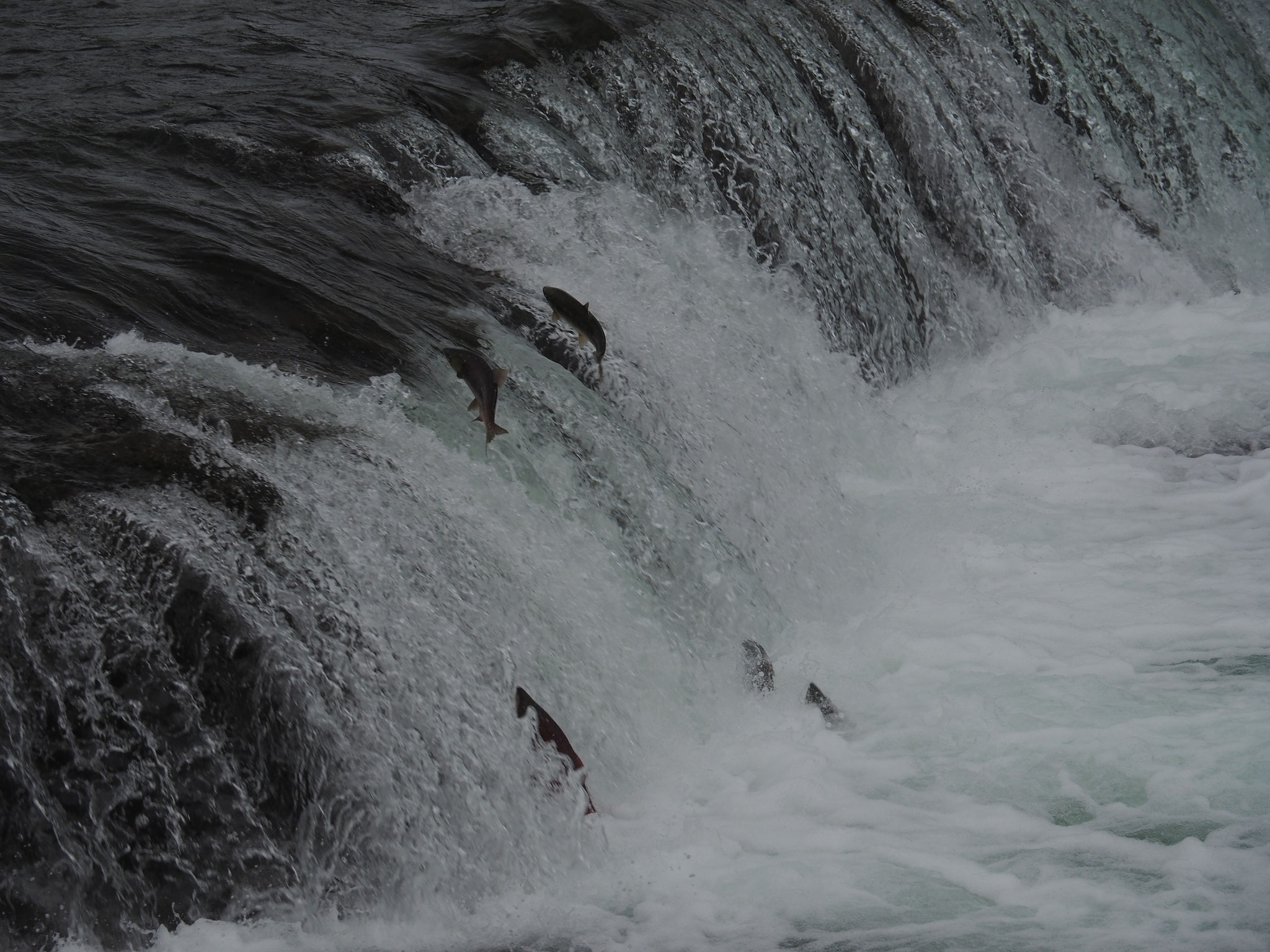 Brooks Falls