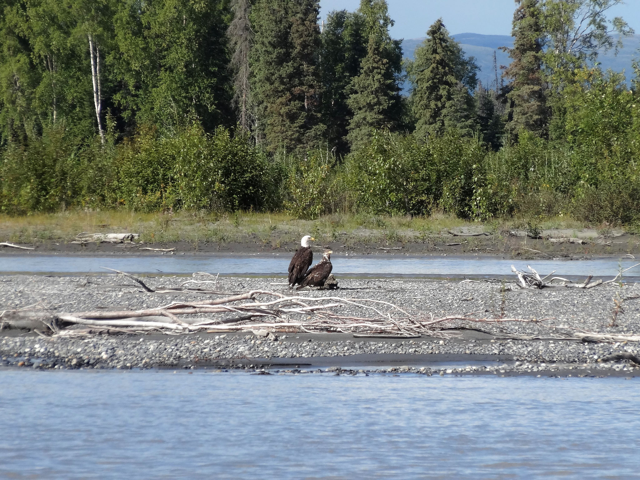 Weißkopfseeadler