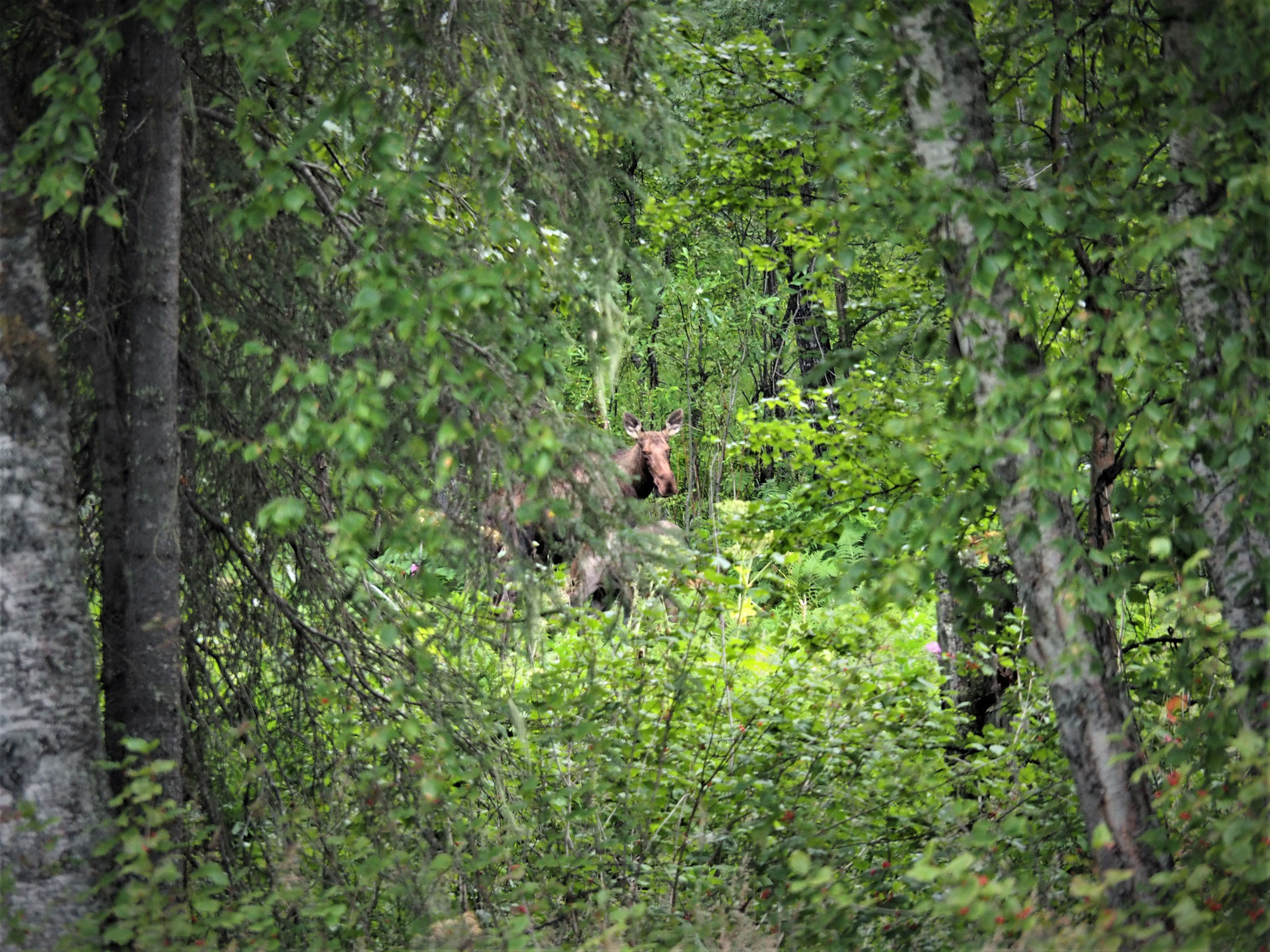 Achtung Moose (Elch) - Wildwechsel!
