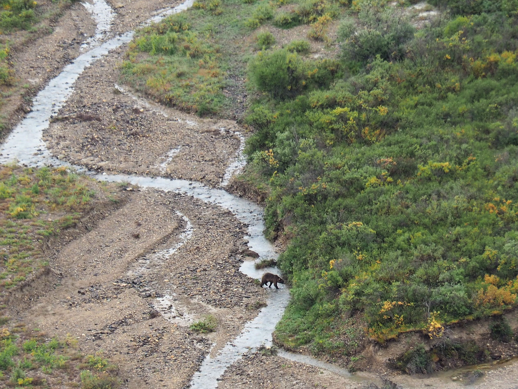 ... wir sichten den ersten Grizzlybären