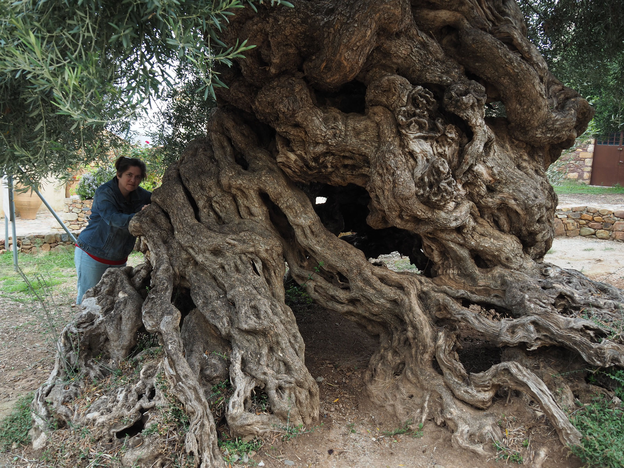 Vouves - wahrscheinlich der älteste Olivenbaum der Welt