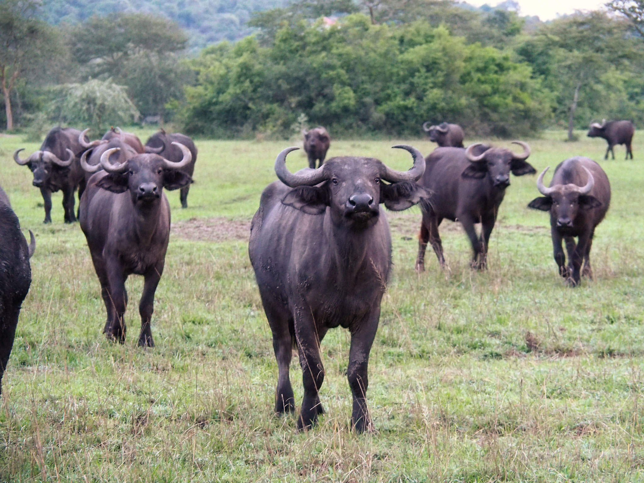 Ohh Buffalos! - You can TRAB? Let´s GALOPP!
