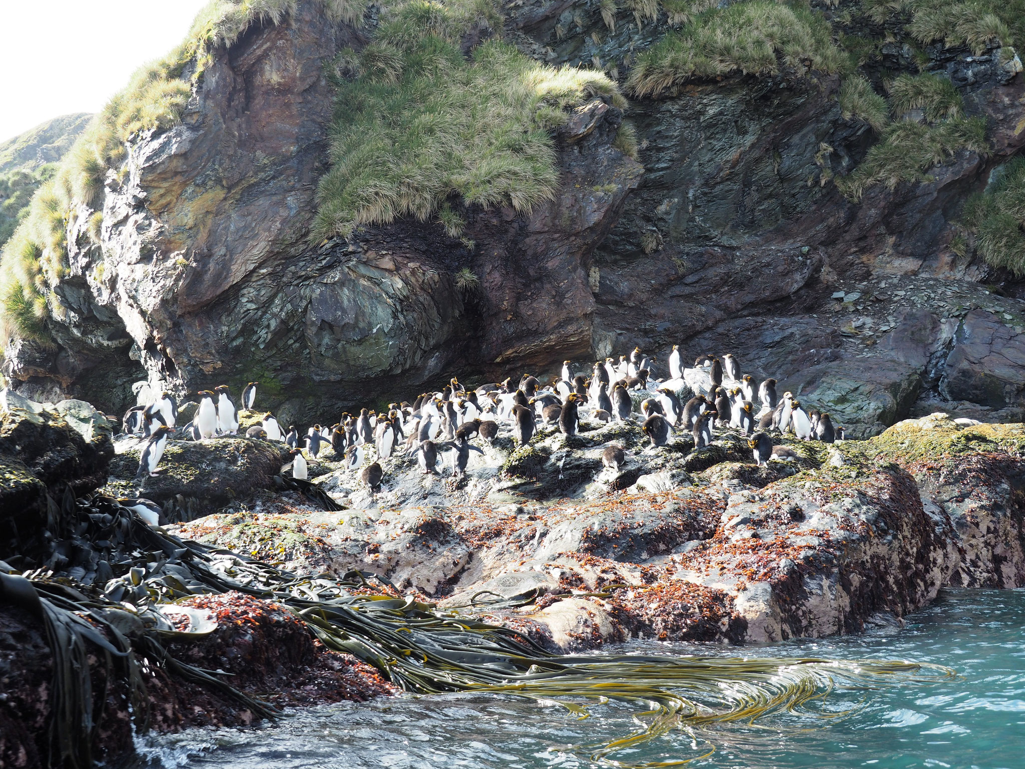 ... hier treffen wir auf Brutkolonien des Goldschopf-Pinguins