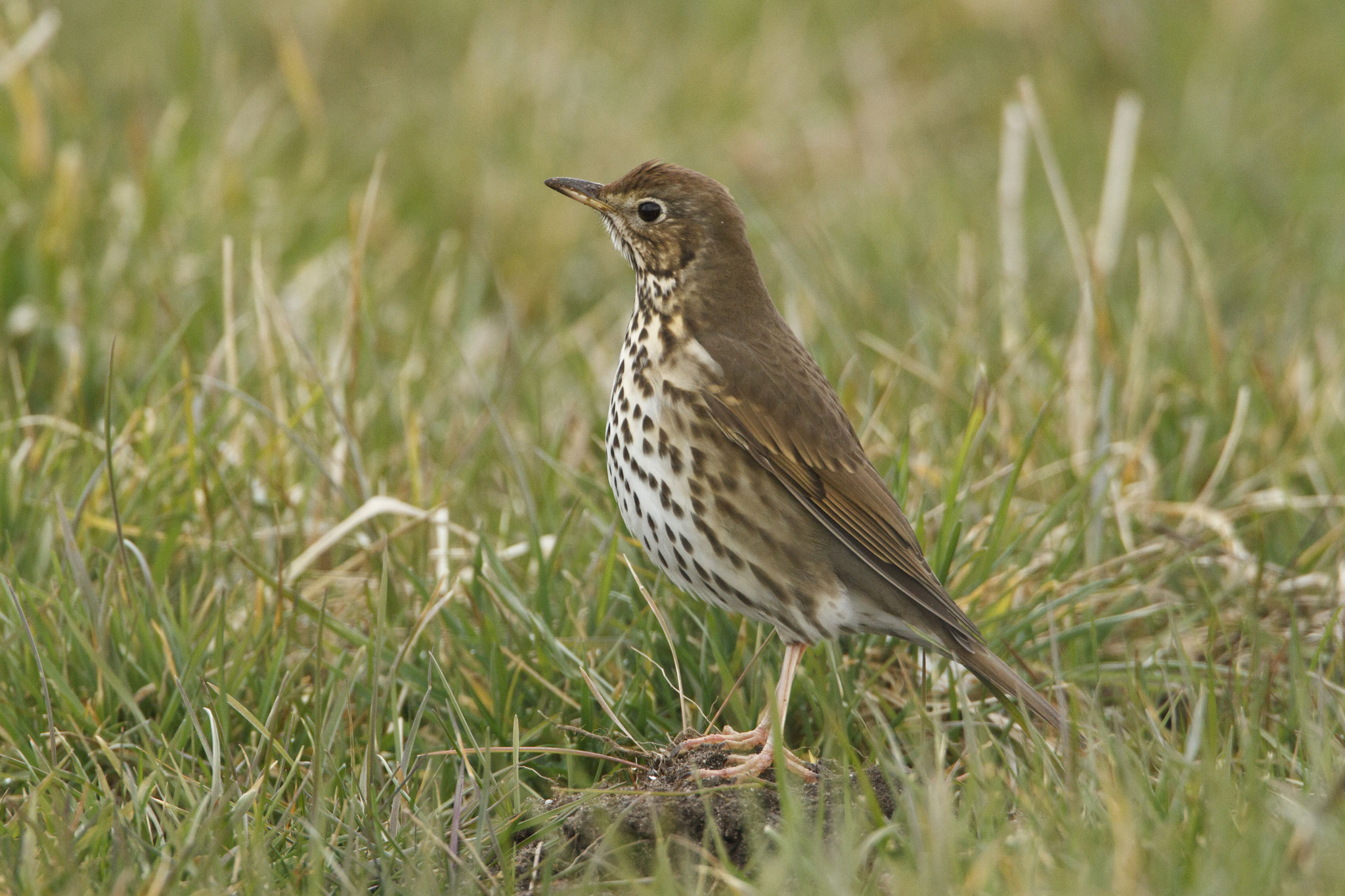 Zählung häufiger Brutvögel rosenheim.lbv.de/naturschutz/voegel