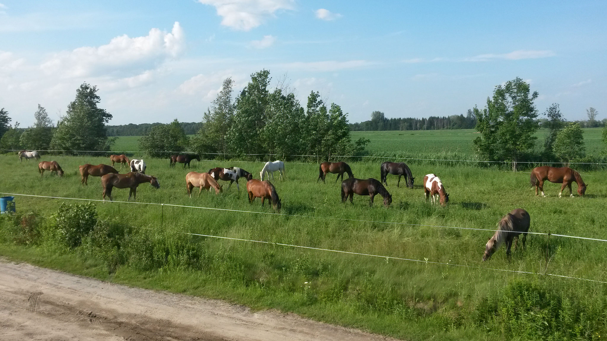 Chevaux au pré