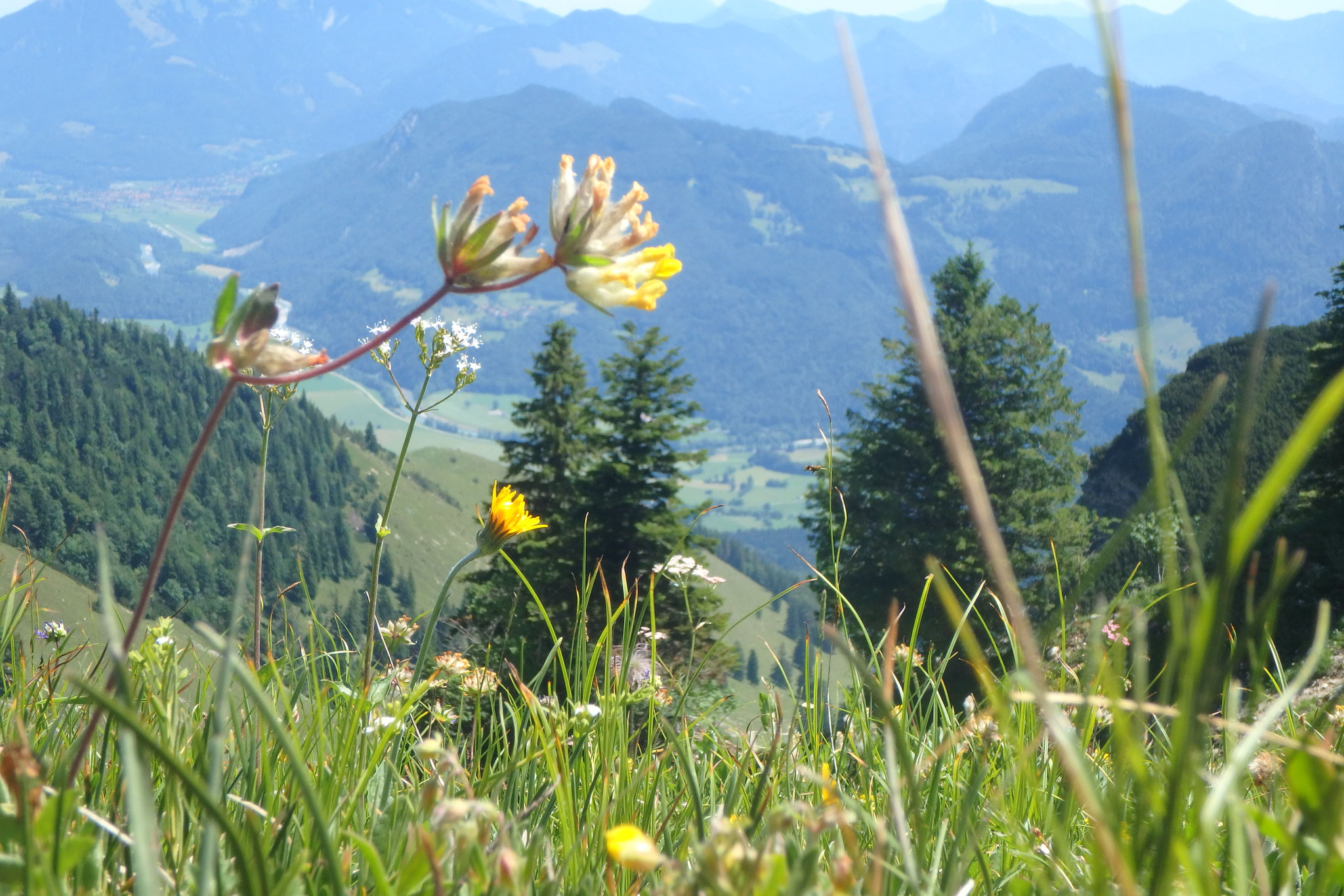 Bergwiesen: Blütenvielfalt pur