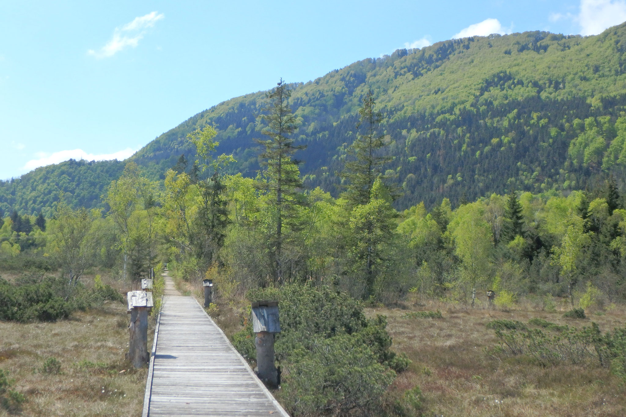 Hochmoor: Bohlenweg ins Moor