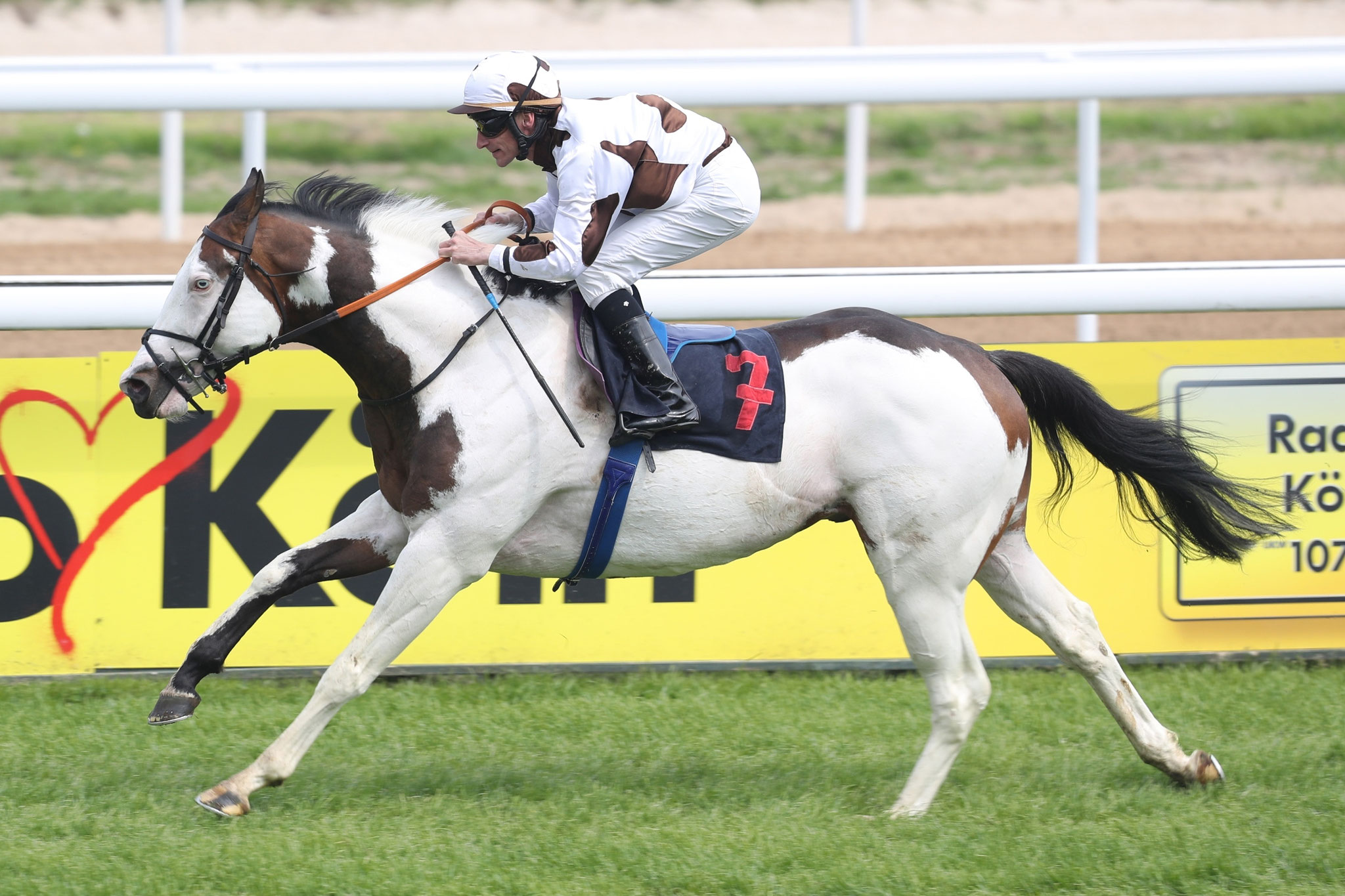 Wie cool ist das denn: Ein Schecke als Rennpferd, und der Jockey im Partnerlook. Mehr über den neuen Vererber in Marbach HIER