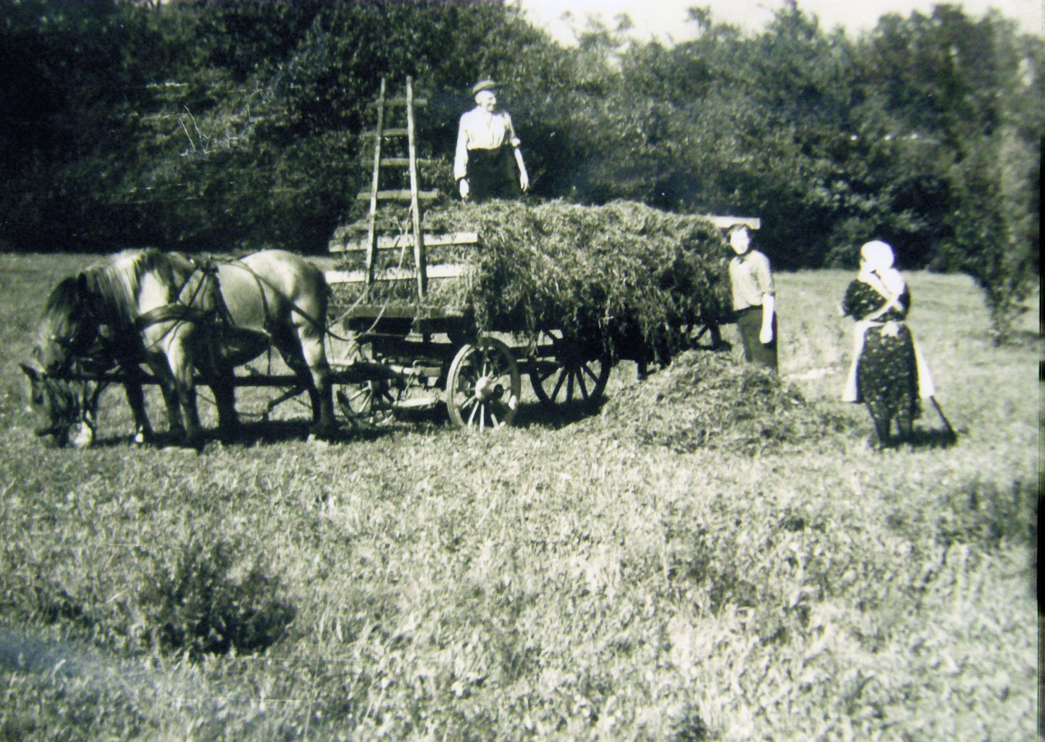 Heuernte nach dem Zweiten Weltkrieg