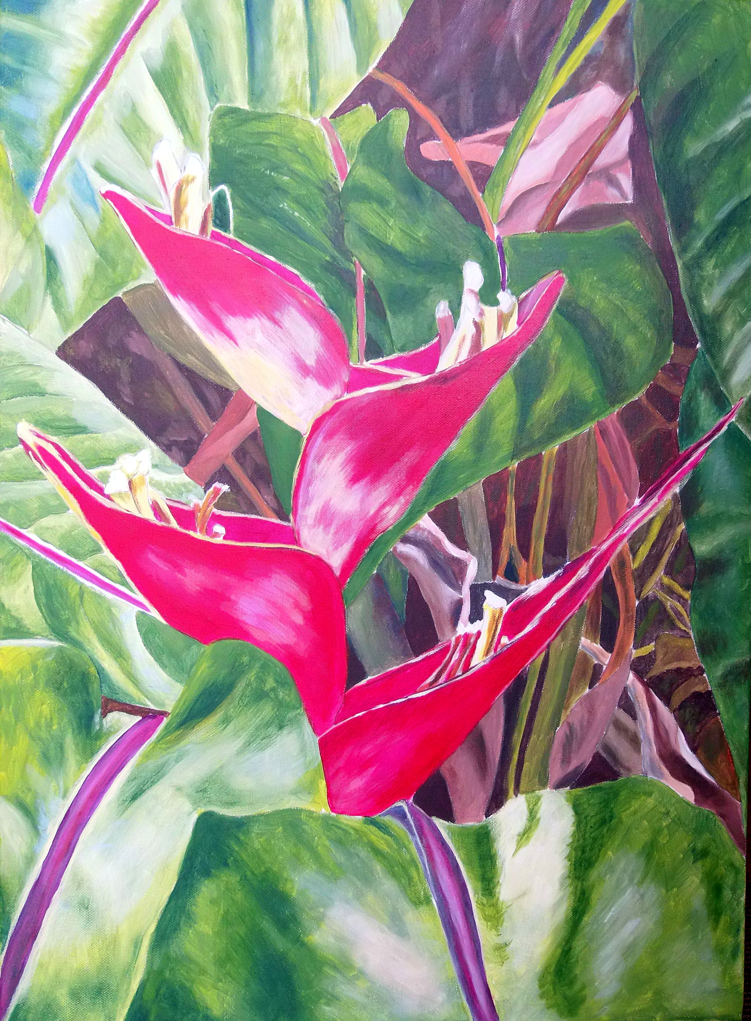 Heliconia Stricta