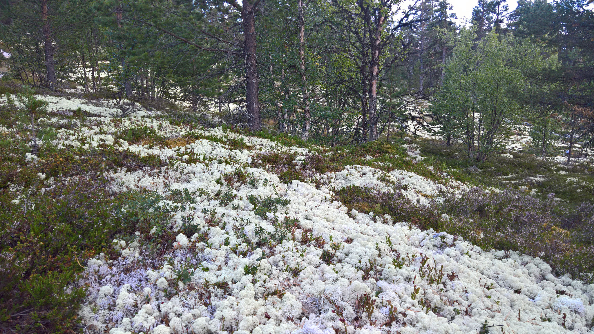 Rentierkraut, wie eine Schneelandschaft