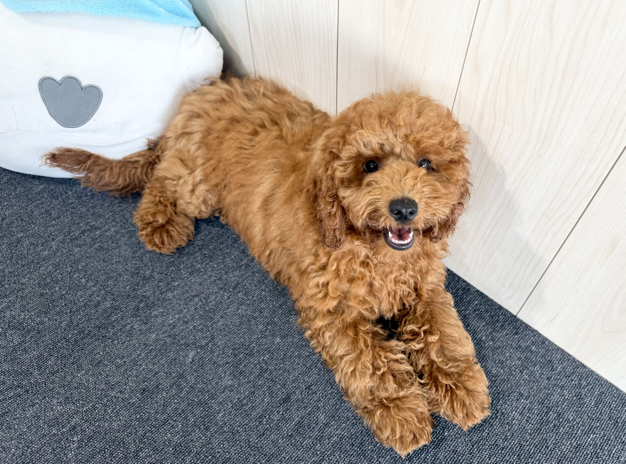 ゴールデンドゥードルと大型犬の日常 | TikTok, image size:2048x1519