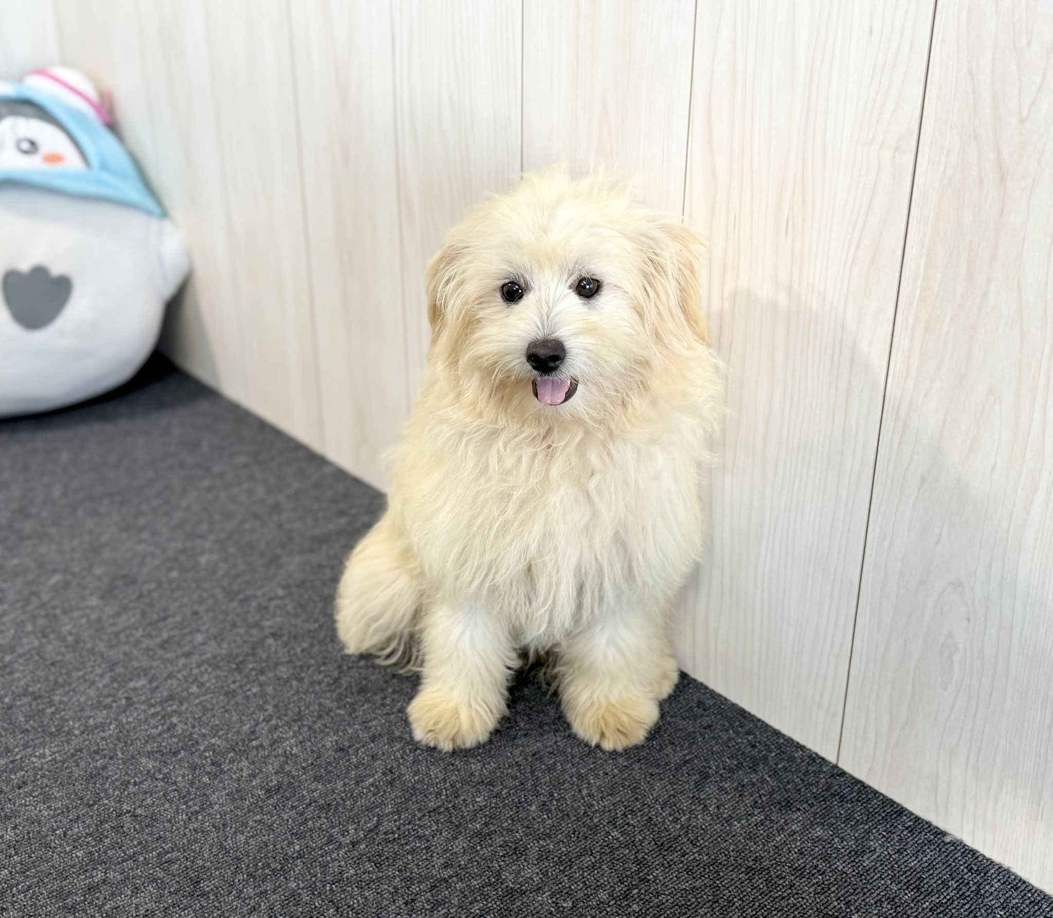 ミックス犬が仲間入りしました。 父 ヨークシャーテリア 母 マルチーズ 2024年11月12日生まれの女の子です♡ ペットハウスドリーム久山店  お問い合わせは ℡092-976-1617 #ミックス犬 #ヨーキーマルチーズmix #ヨーキーマルチーズ 子犬 #マルヨーキーパピー #犬 #いぬ  ..., image size:2048x1786