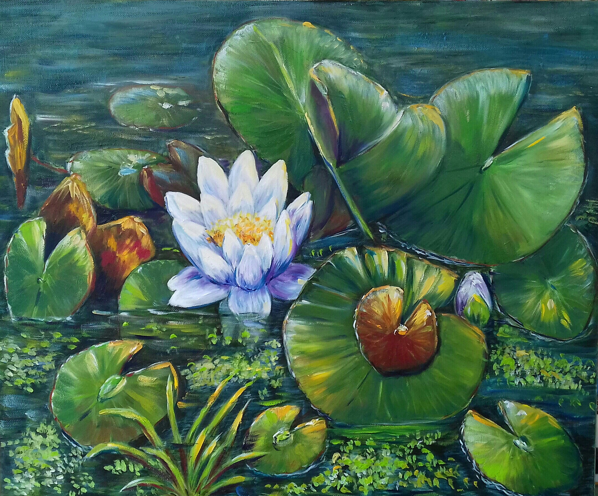 Seerose, Acryl und Öl 50  x 60 430,00