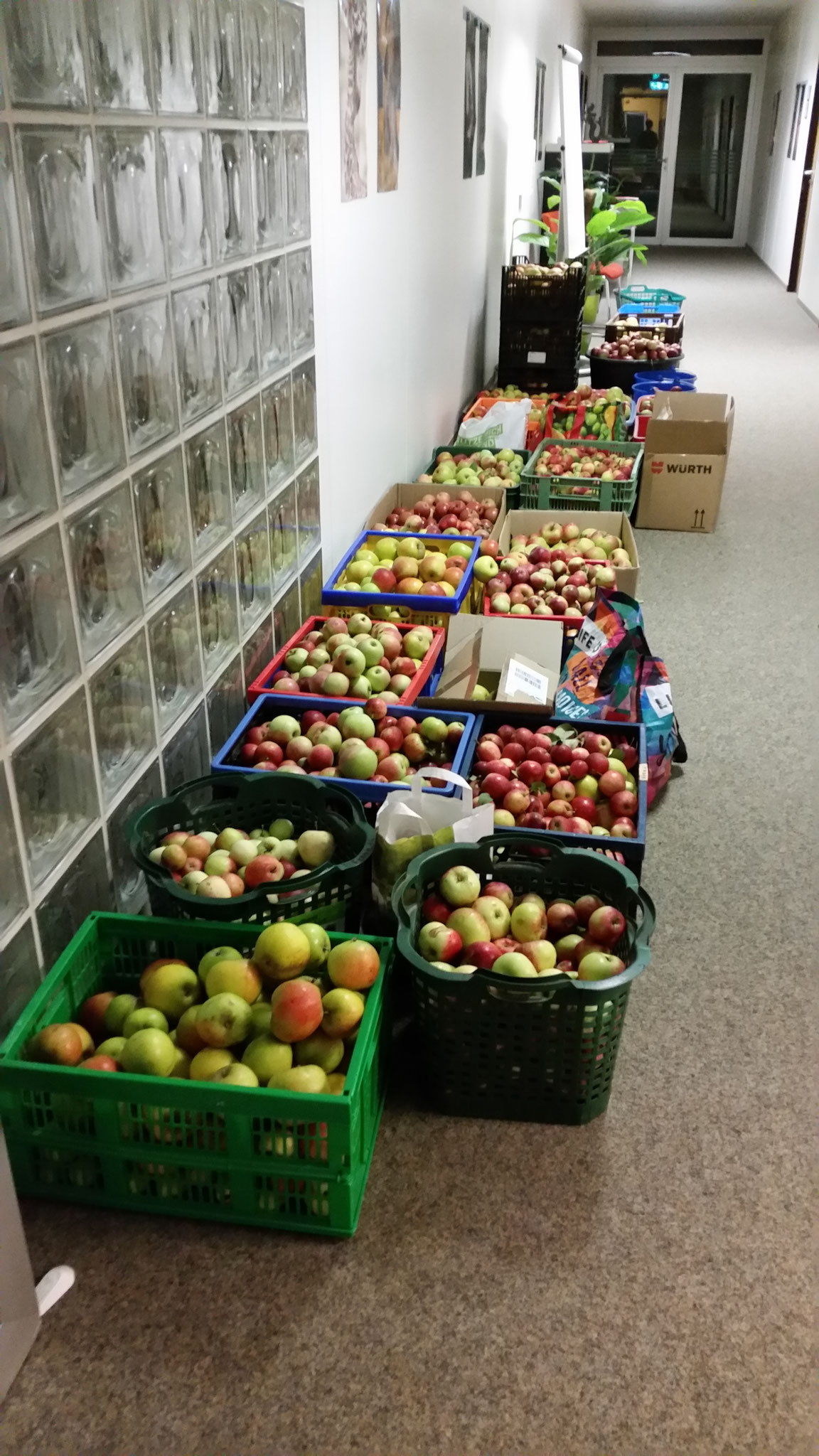 Apfelspenden der Elternschaft. Hier nur das Pflückobst!