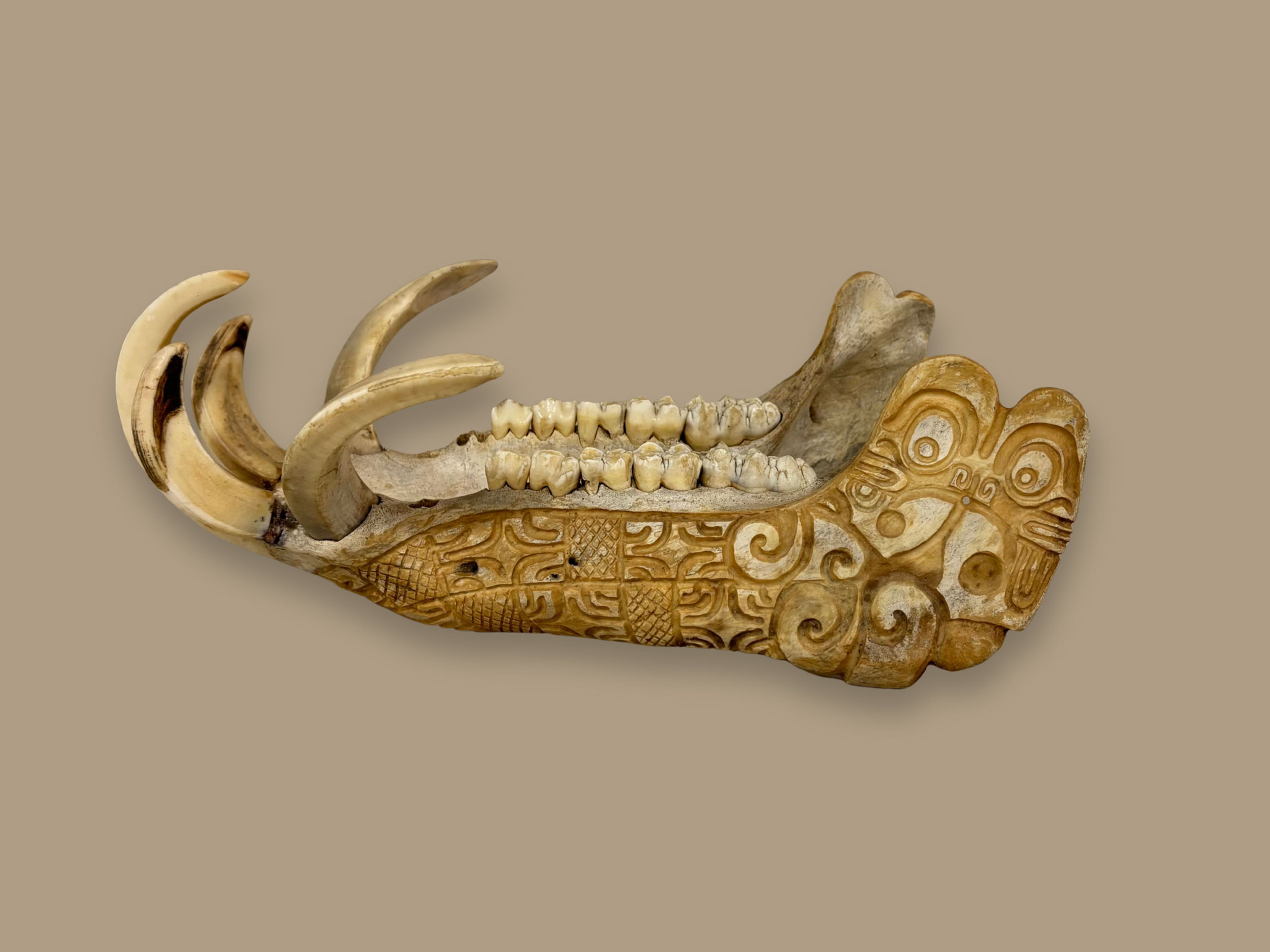 N°3013 MARQUISES Mâchoire de cochon sculptée Os L22 