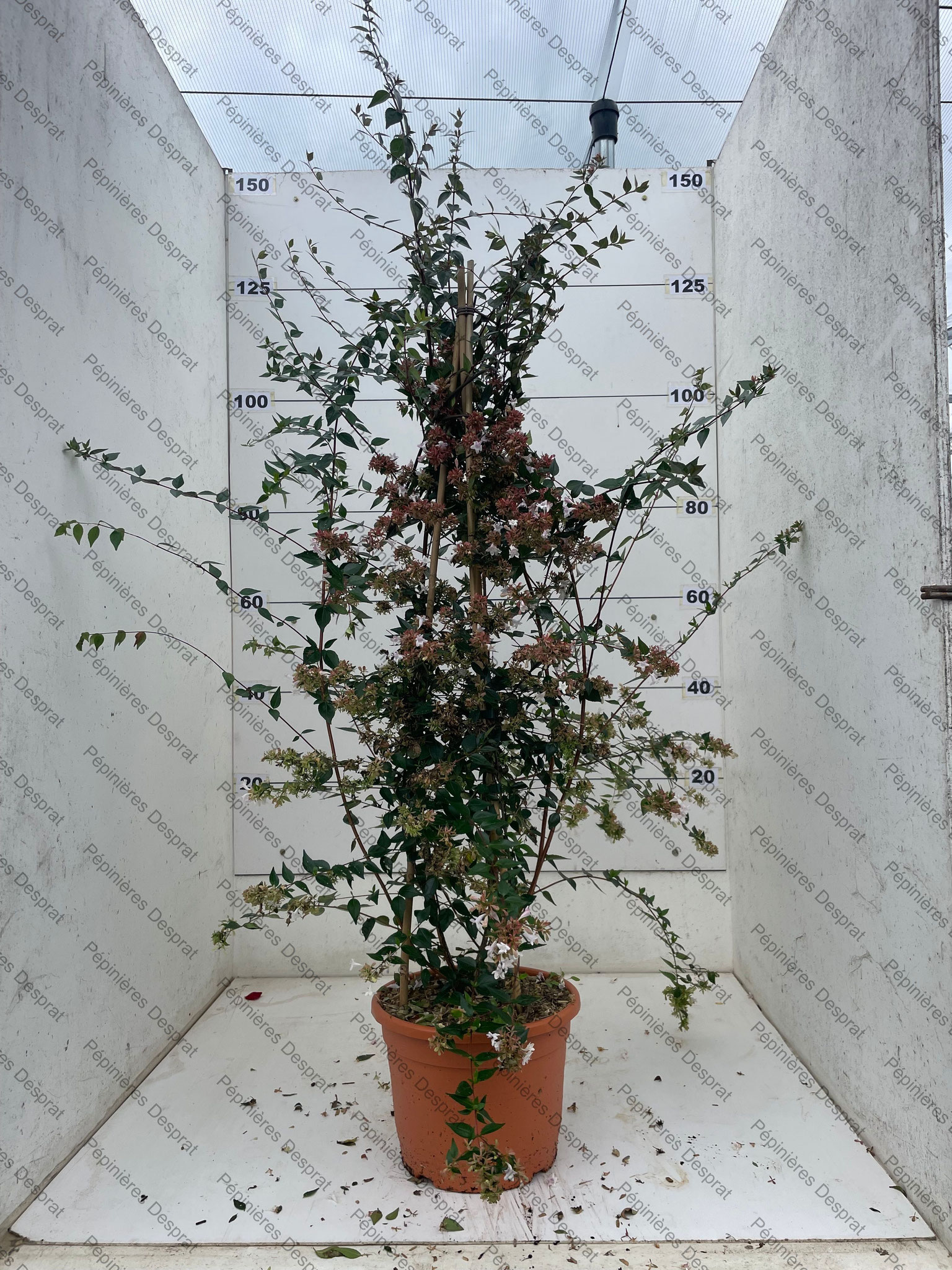 C10 ABELIA GRANDIFLORA