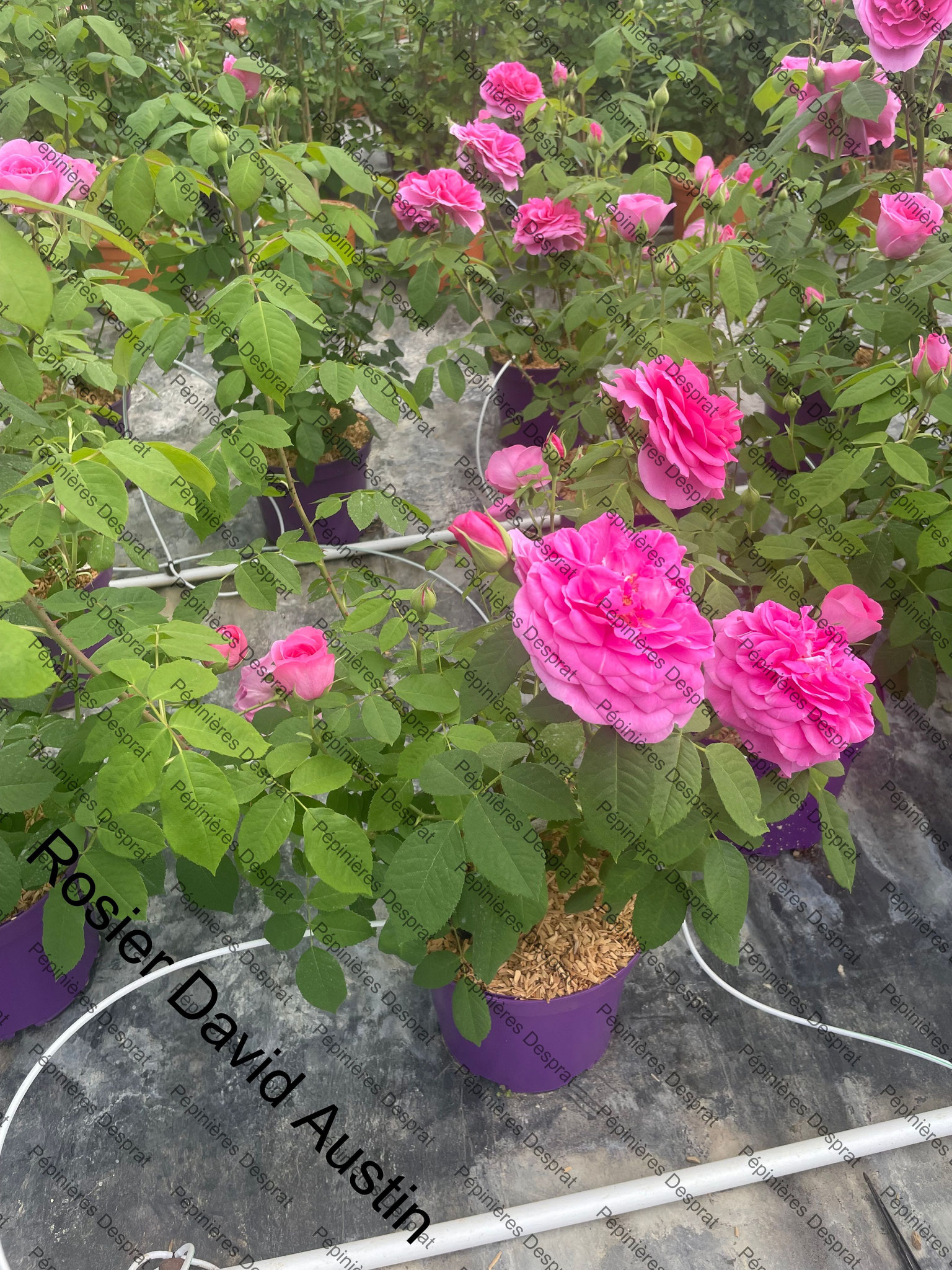  Grossiste Rosier david austin c5