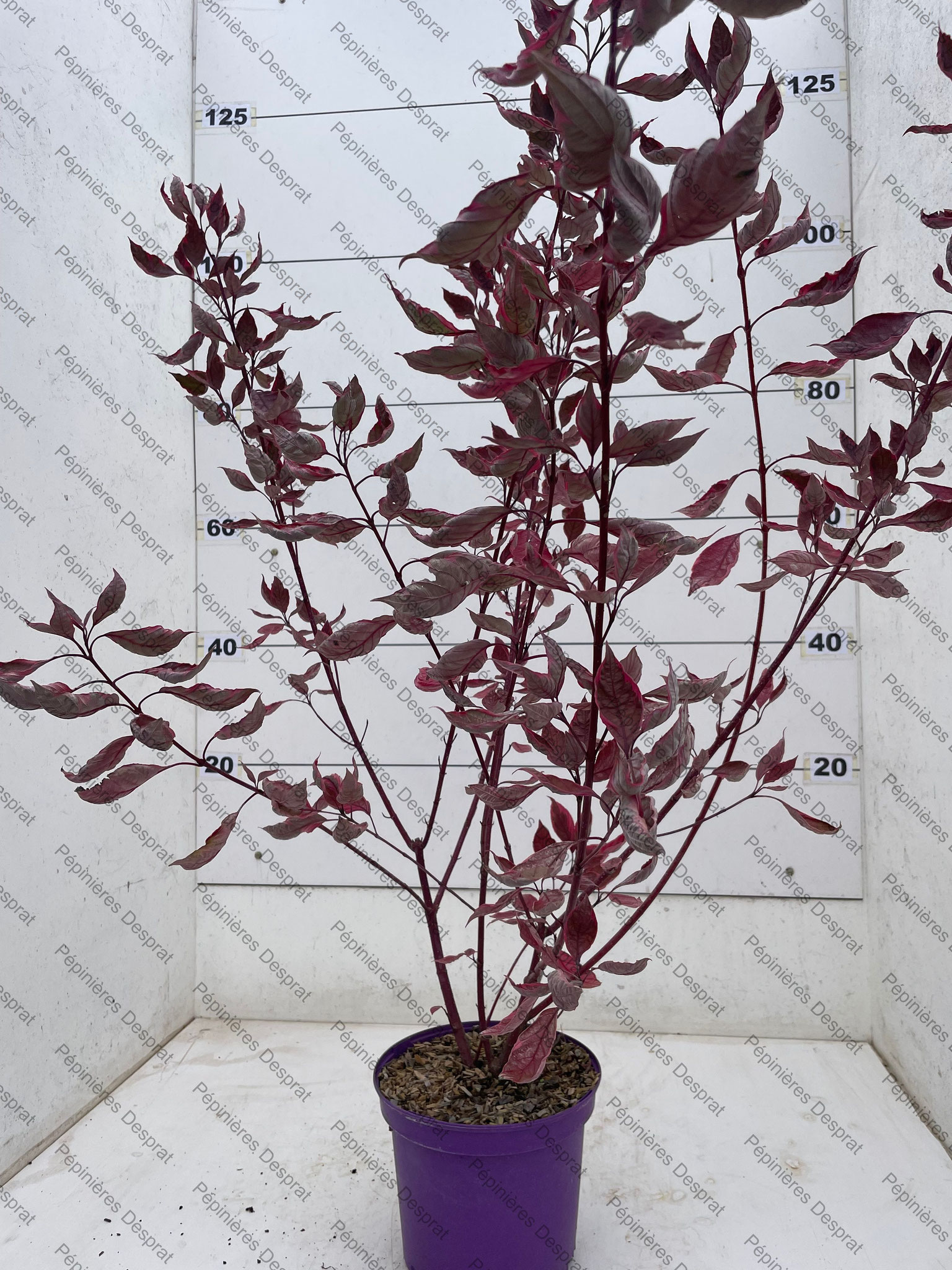 / Cornus miracle c5