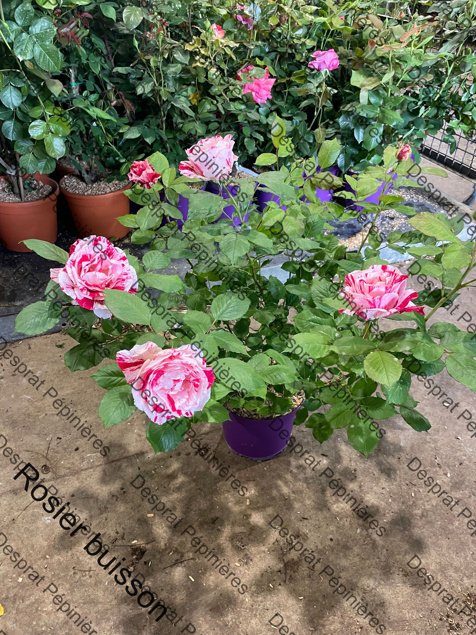 Rosier buisson 7 c5 producton grossiste 