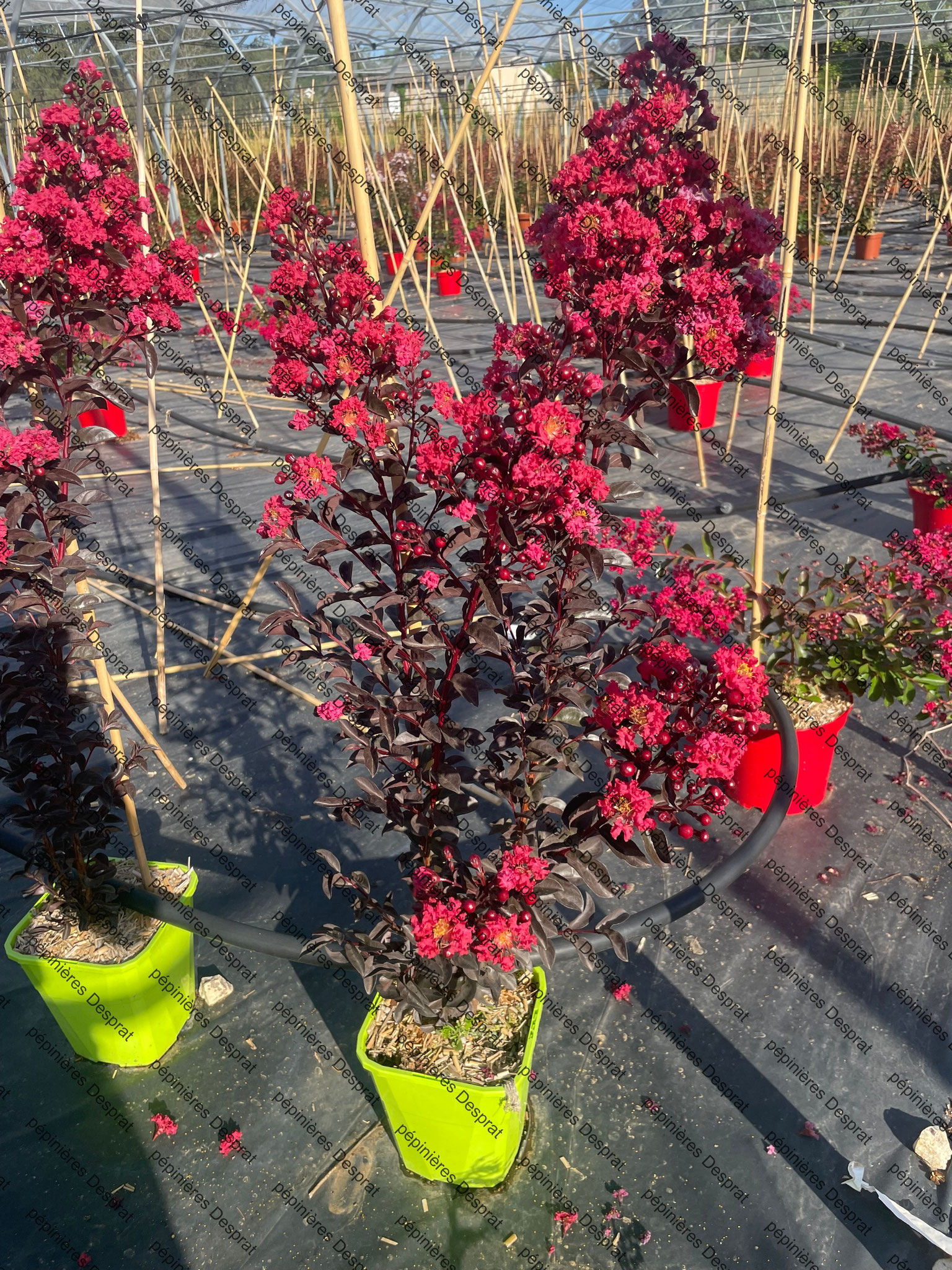 Lagerstroemie Delta Fusion