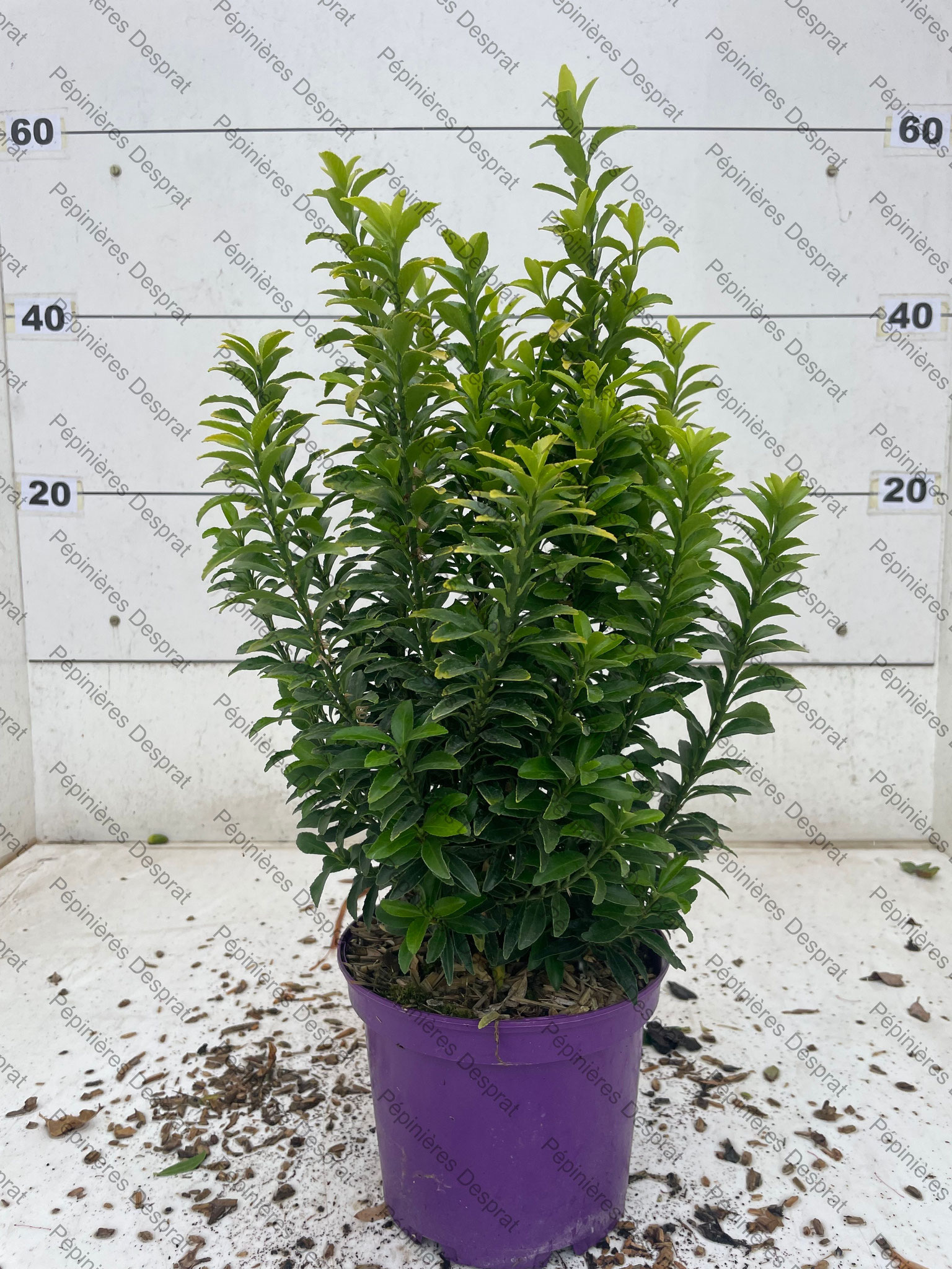 Euoymus Japonica Happiness